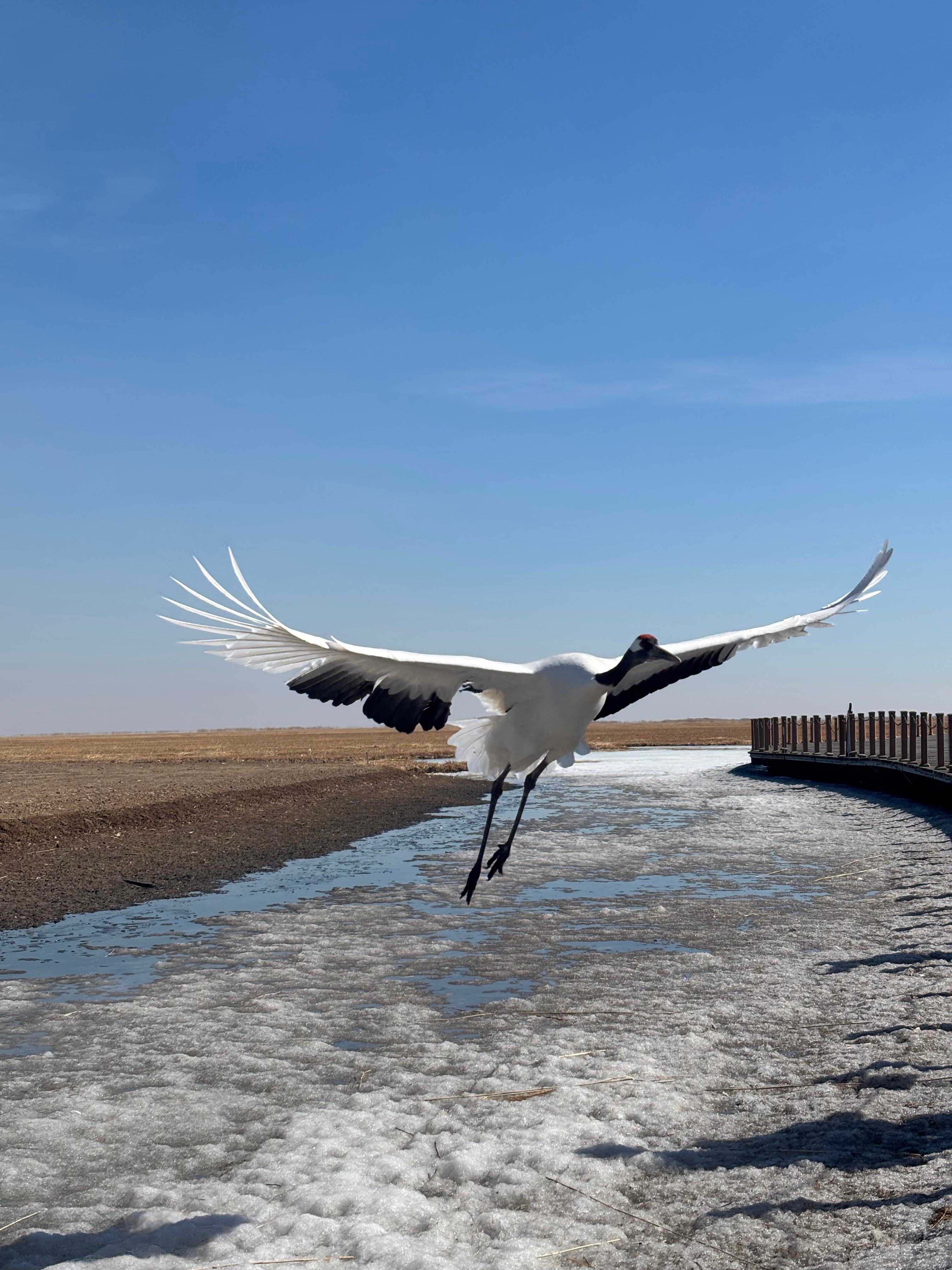一万年没看过丹顶鹤了，陪我妈好好溜达溜达。今天天气超级好der～ 