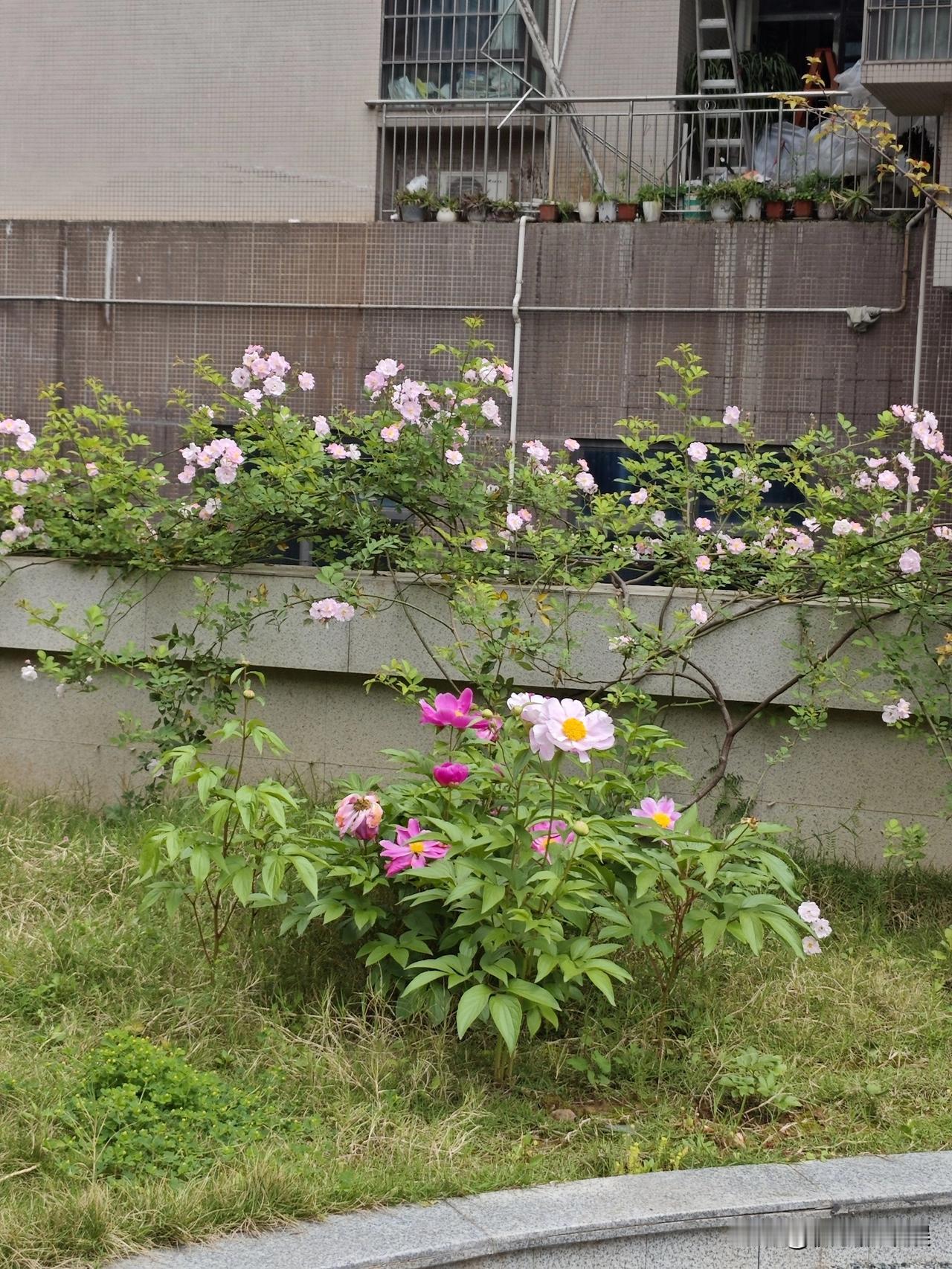 办公室楼顶的花花
生命力好旺盛的感觉
春风中自由摇曳，别有一番滋味
欣赏一切美好