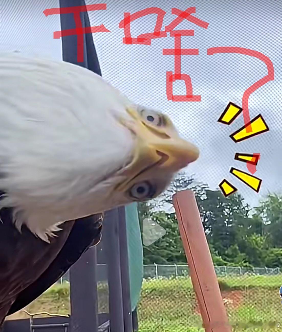 新竹空军基地疑被拍收了湾湾，基地里的丑式装备就成了我们分析丑械的渠道，到时候丑国