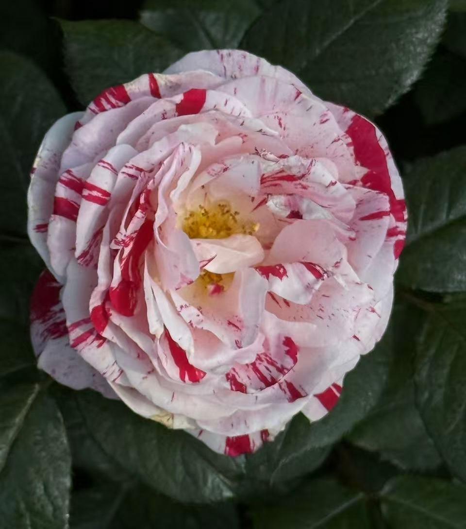 无锡金贵公圆里的药剂花盛开了