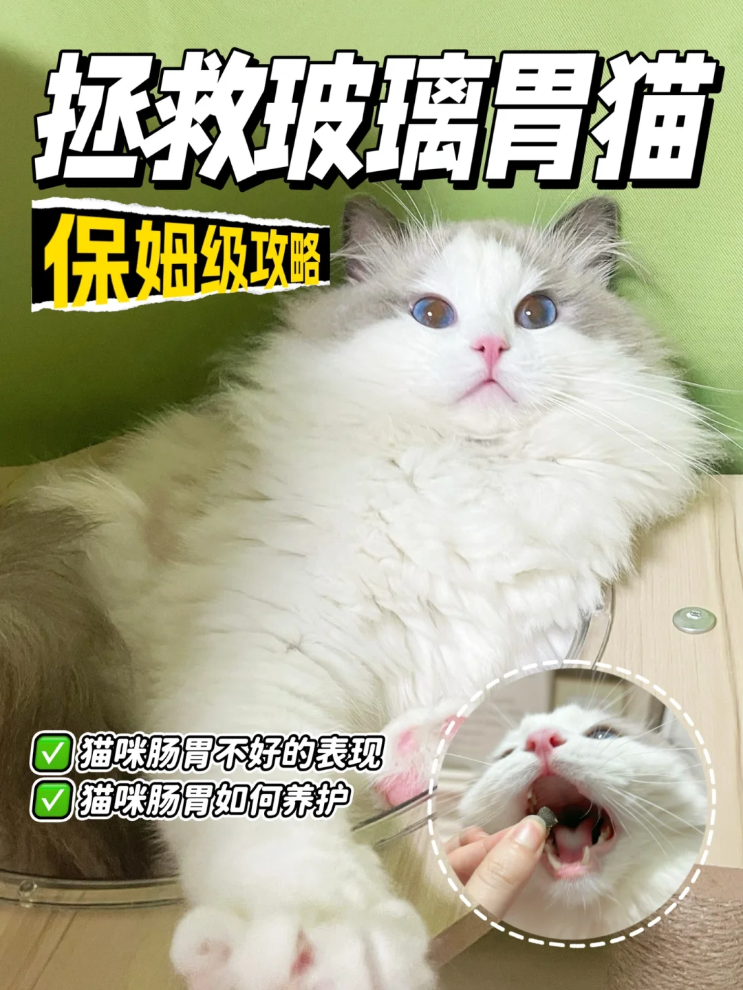 厉害了！玻璃胃小猫竟然被这个猫粮拯救了