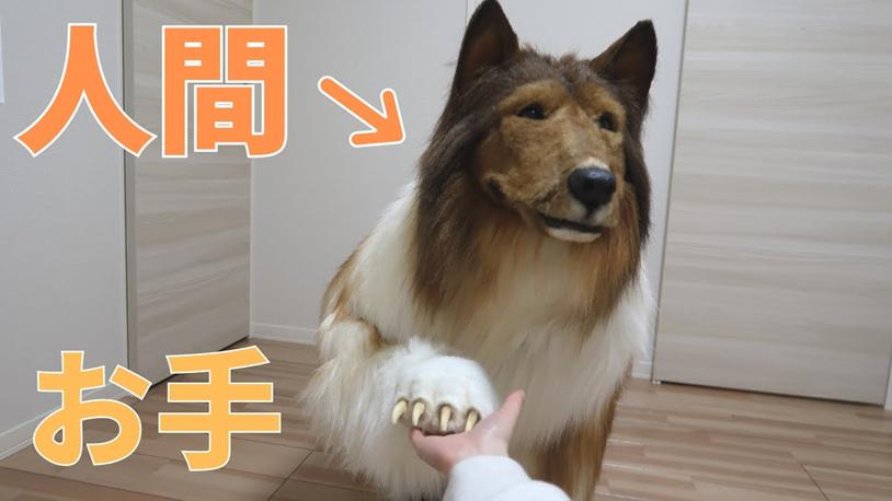 “做狗比做人强”日本一男子花费200万，把自己打造成一条狗，日常就让女友带着自己