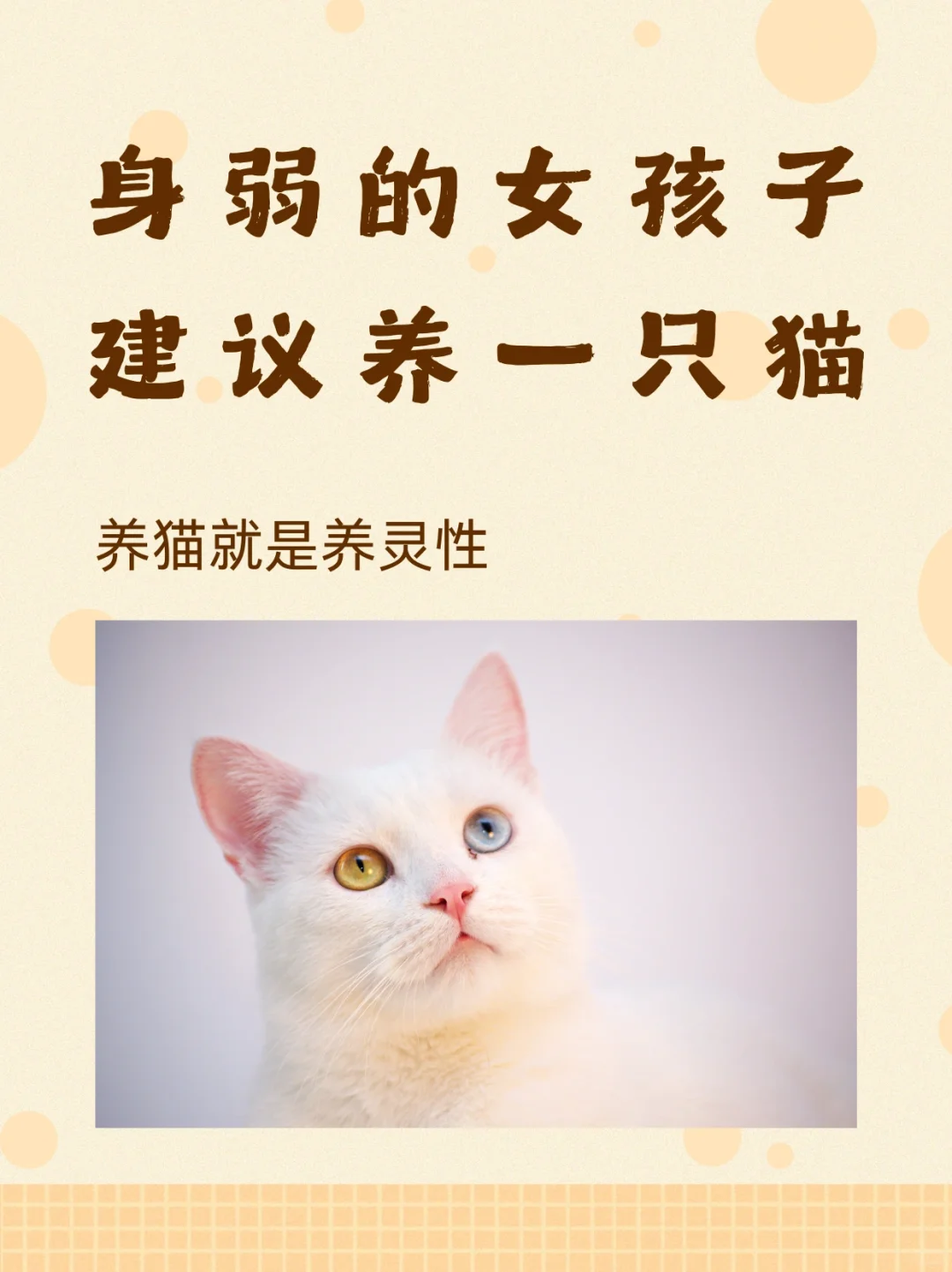 💕养猫的好处💕