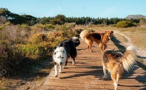 美国在世界上的主要盟友伙伴关系等级：干爹：以色列嫡长子：英国嫡次子：加拿大嫡三子