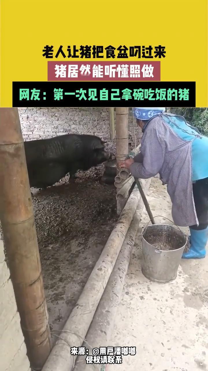 老人让猪把食盆叼过来，猪居然能听懂照做。
来源：用户潘嘟嘟。
网友：第一次见自己