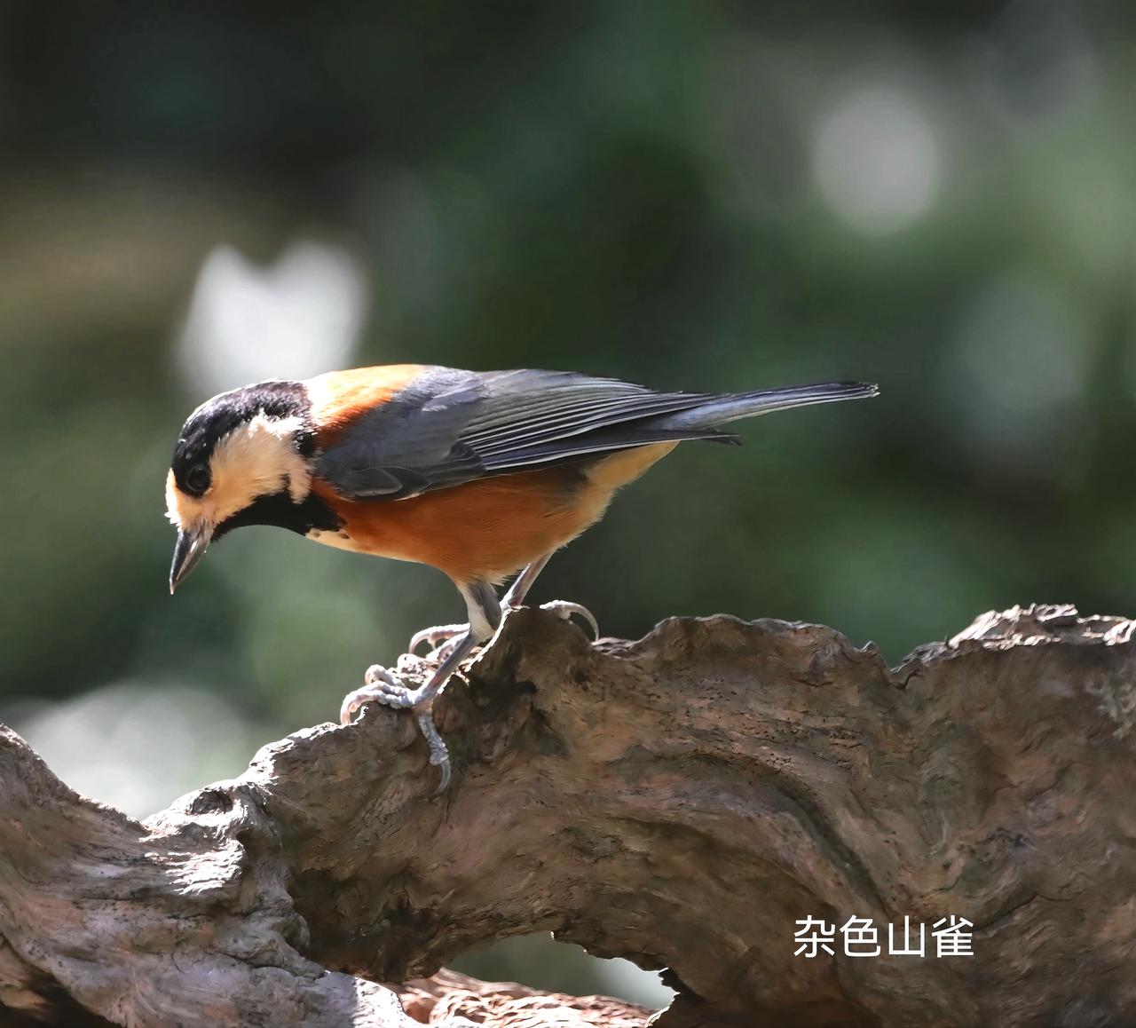 各位朋友：晚安