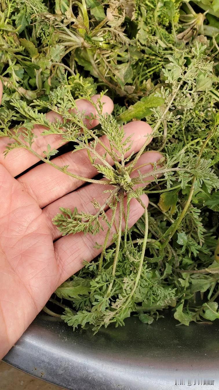 有见过这种野菜的吗