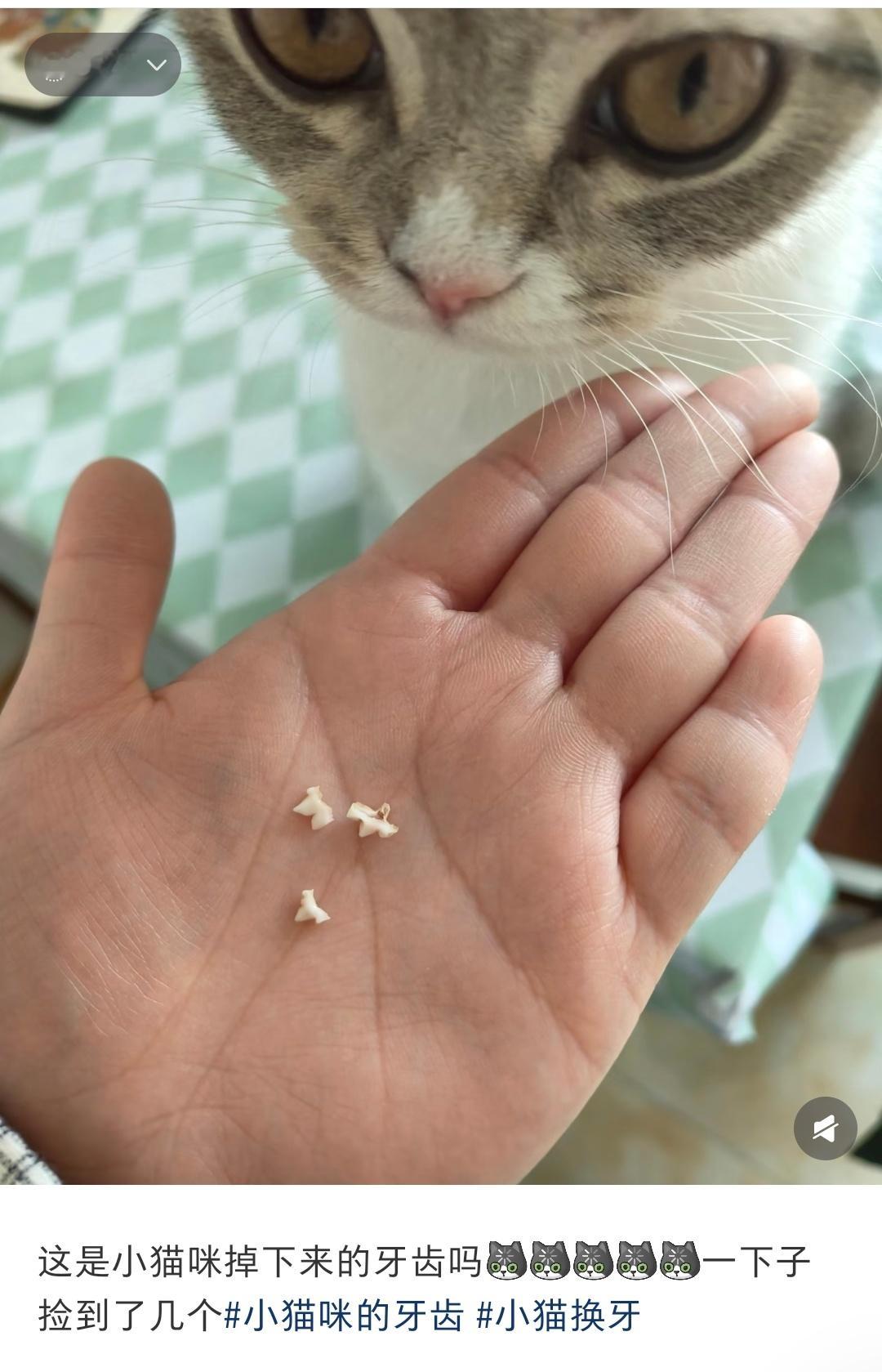 小猫吐了一颗小乳牙小猫连牙齿都这么可爱