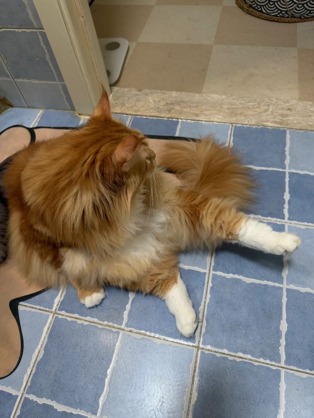 漂亮小猫穿白袜～