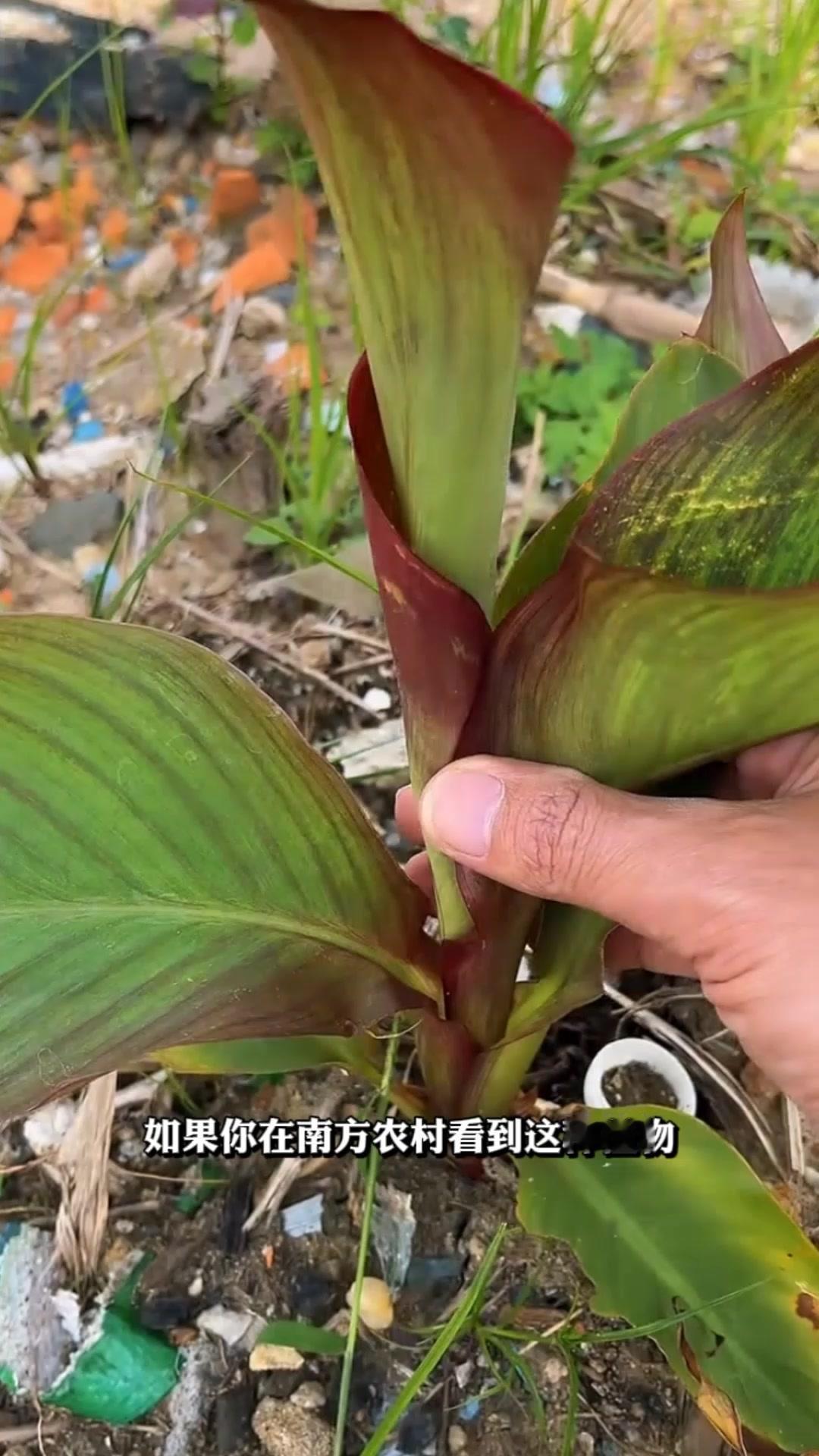 南方农村别认错的“芭蕉”！在南方农村要是看到这种植物，可别把它当成芭蕉啦。它叫焦
