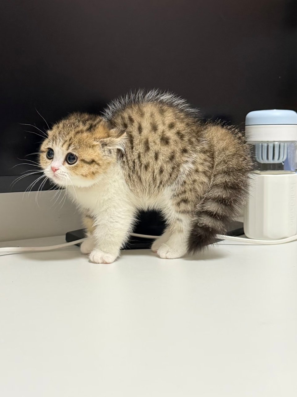 小猫被吓成海胆形态 