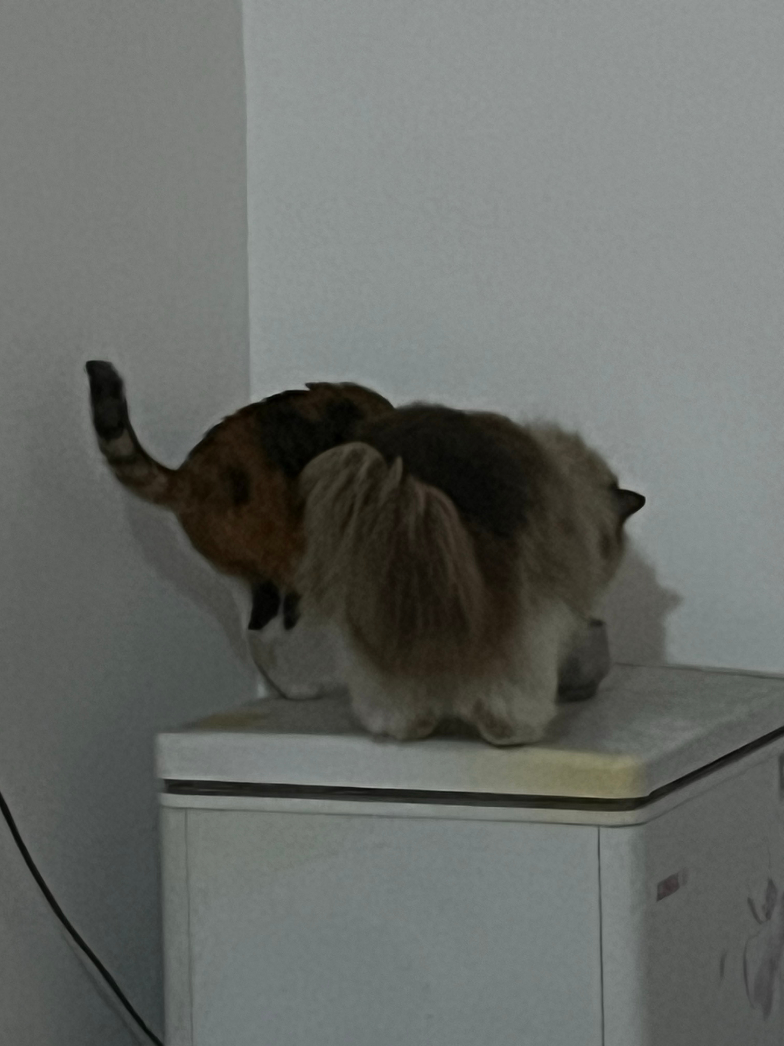 腿短真的好造孽……哈哈哈哈哈 