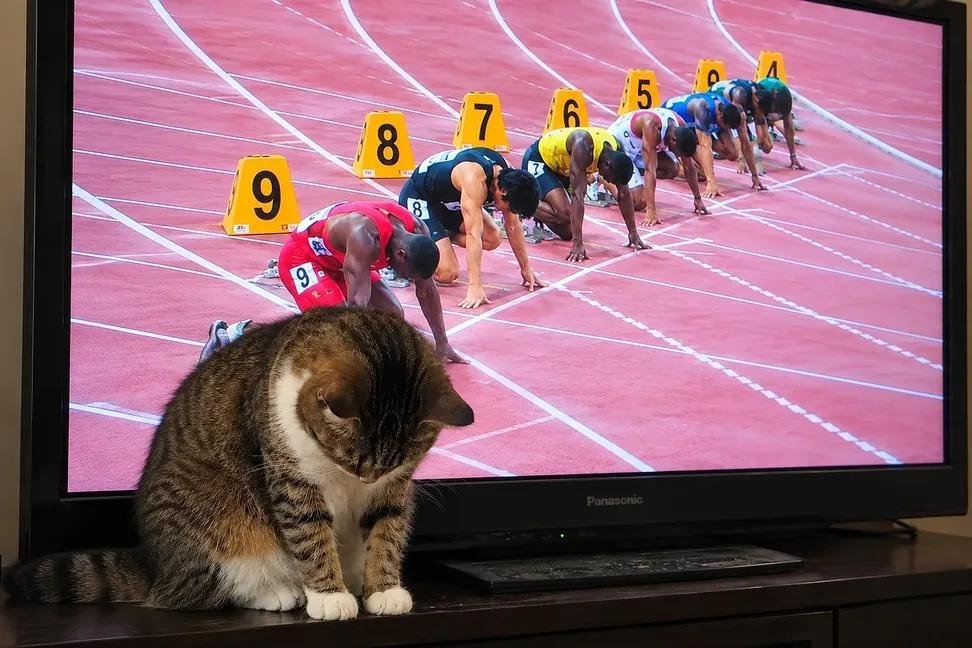 小猫也在预备备 ​​​