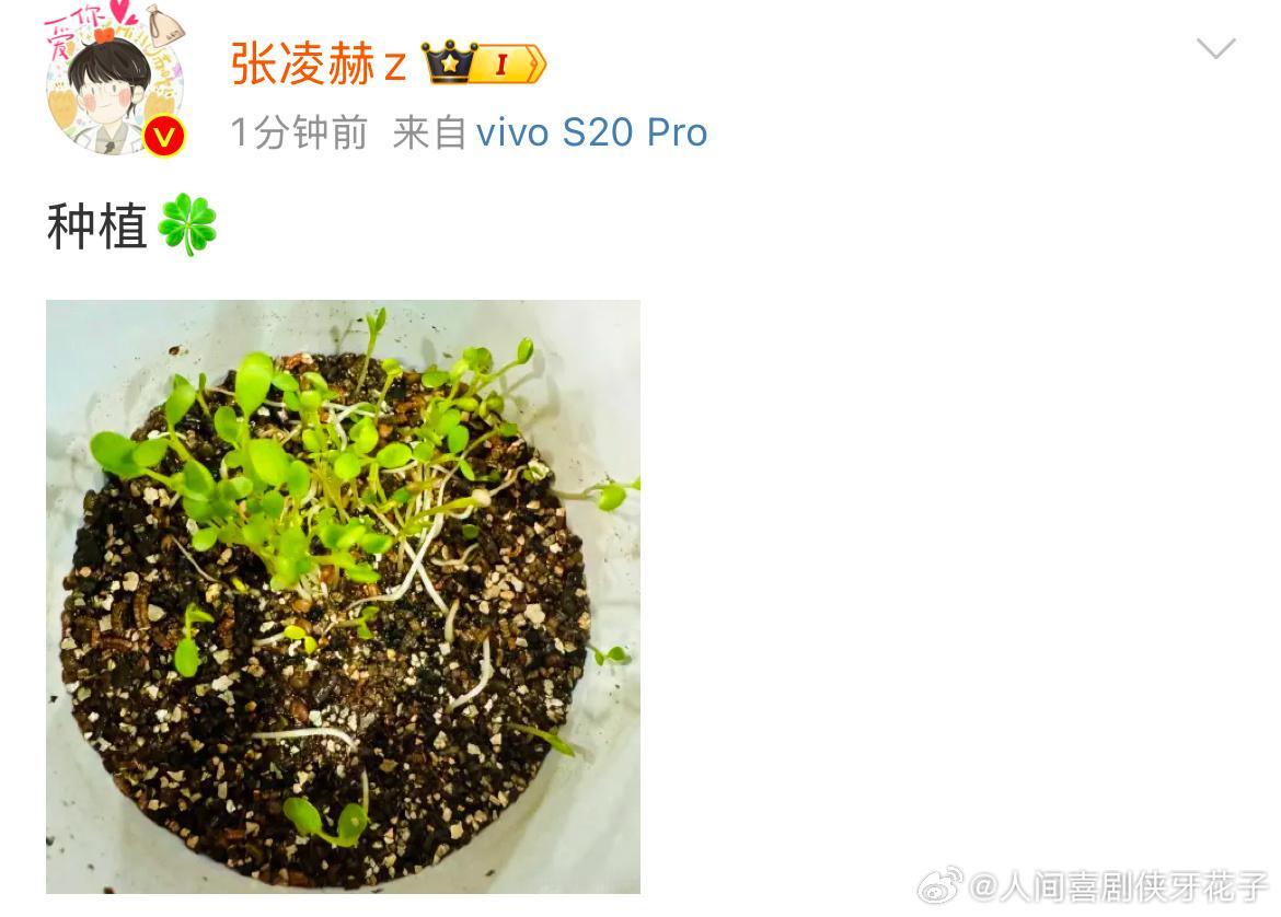 张凌赫种植豆芽 张凌赫种植的四叶草🍀发芽🌱🌱🌱🌱了，今天是居家男友风l