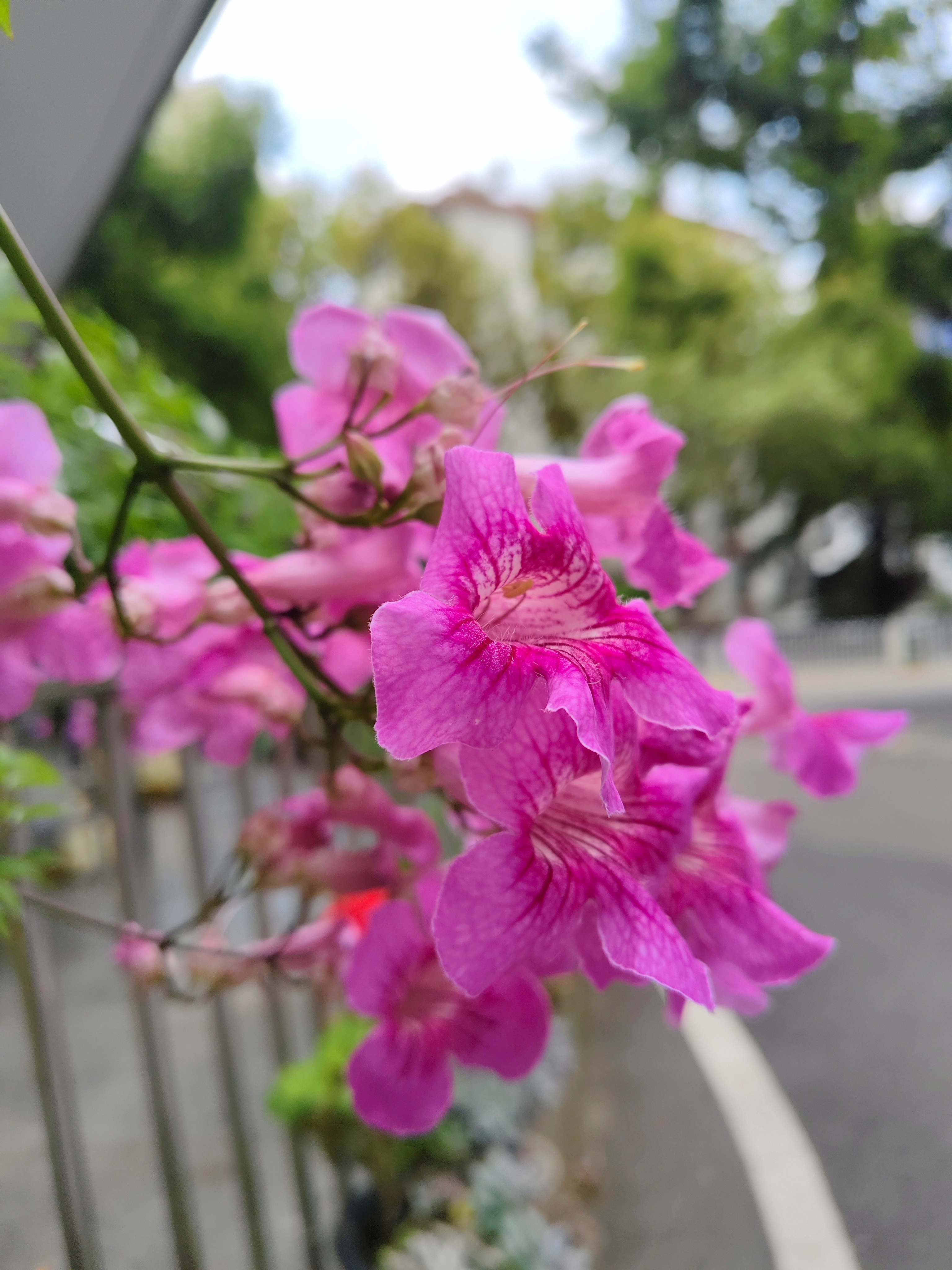 昆明[超话] 这是不是凌霄花 ​​​