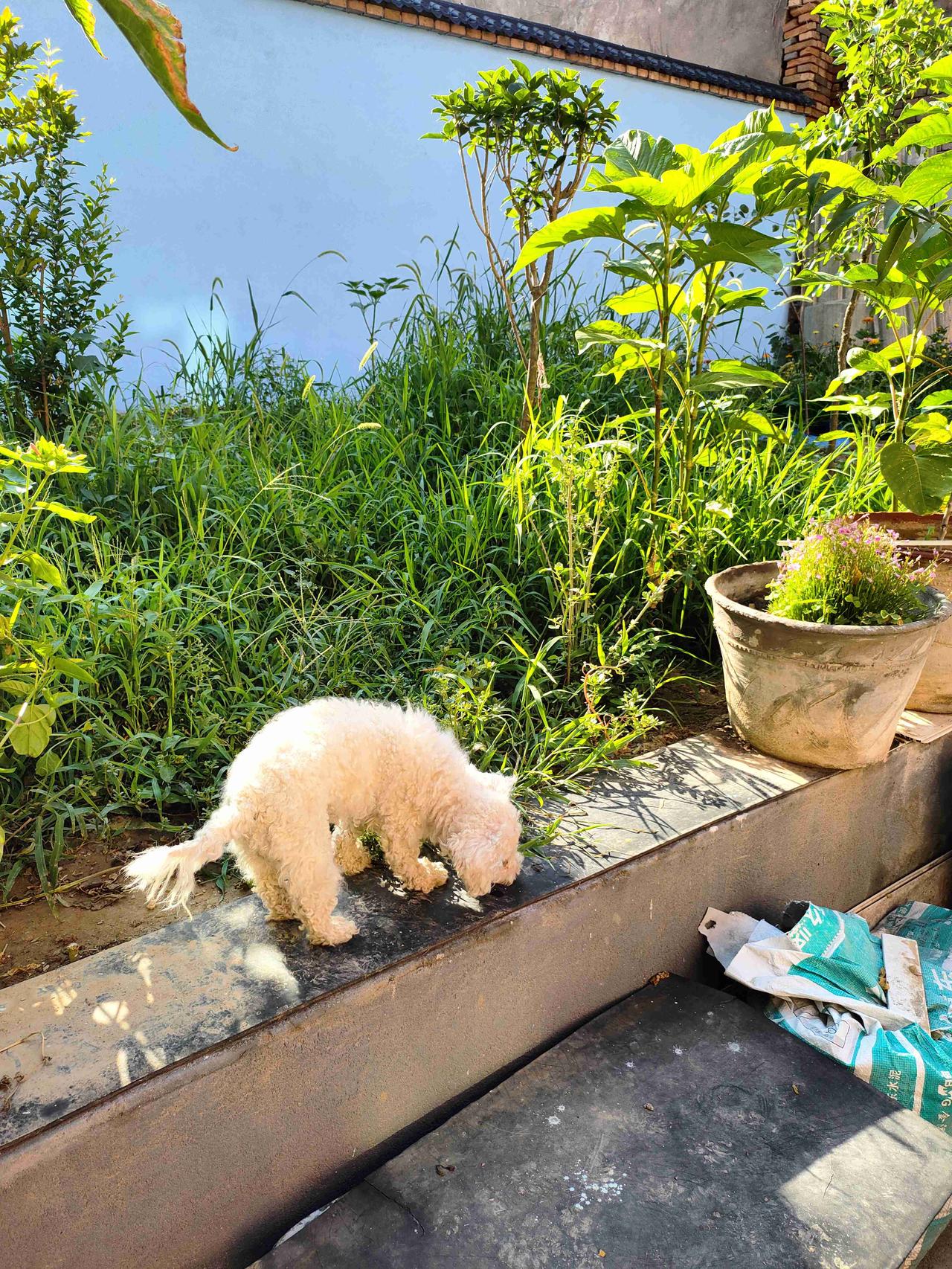 我的今日状态：😁轻松愉快
我这里的天气：☀️晴天 暖阳铺在小院，草木肆意生长，