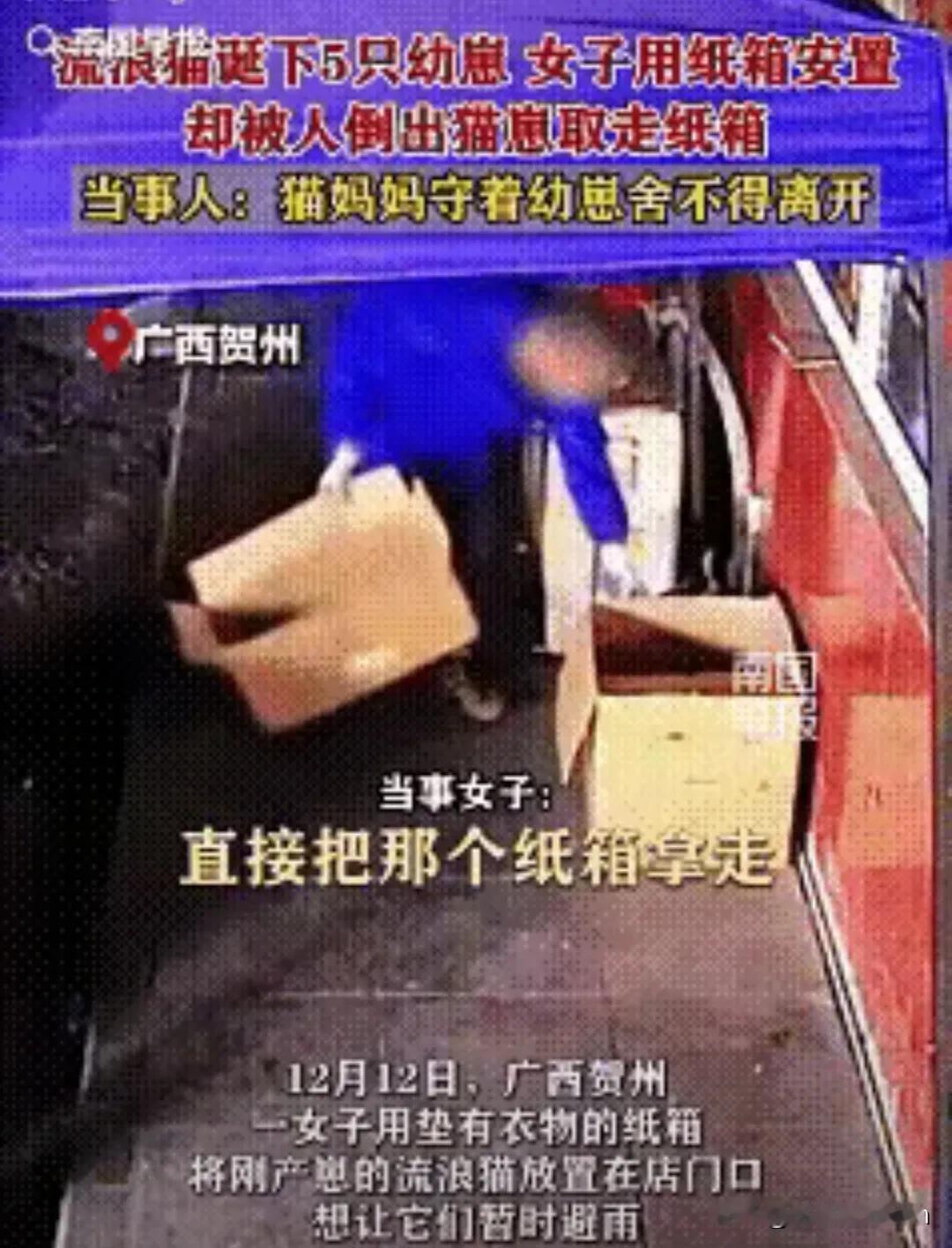 这就是人性。广西贺州一环卫工为捡一个纸箱，抄了流浪猫一家6口的家。这个流浪猫生下