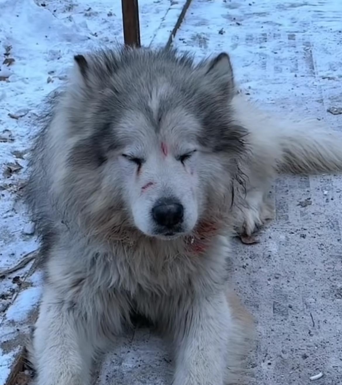 陈乔恩再度被喊话！知名网红犬“肥波”惨遭主人遗弃，独自蹲在废墟里，看起来颇为可怜