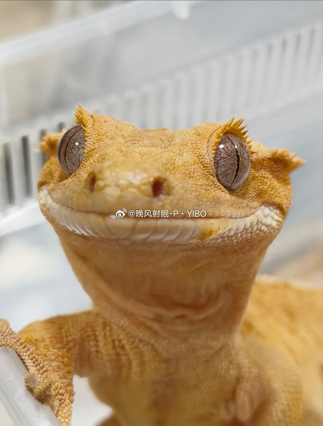 小可爱，你太可爱了