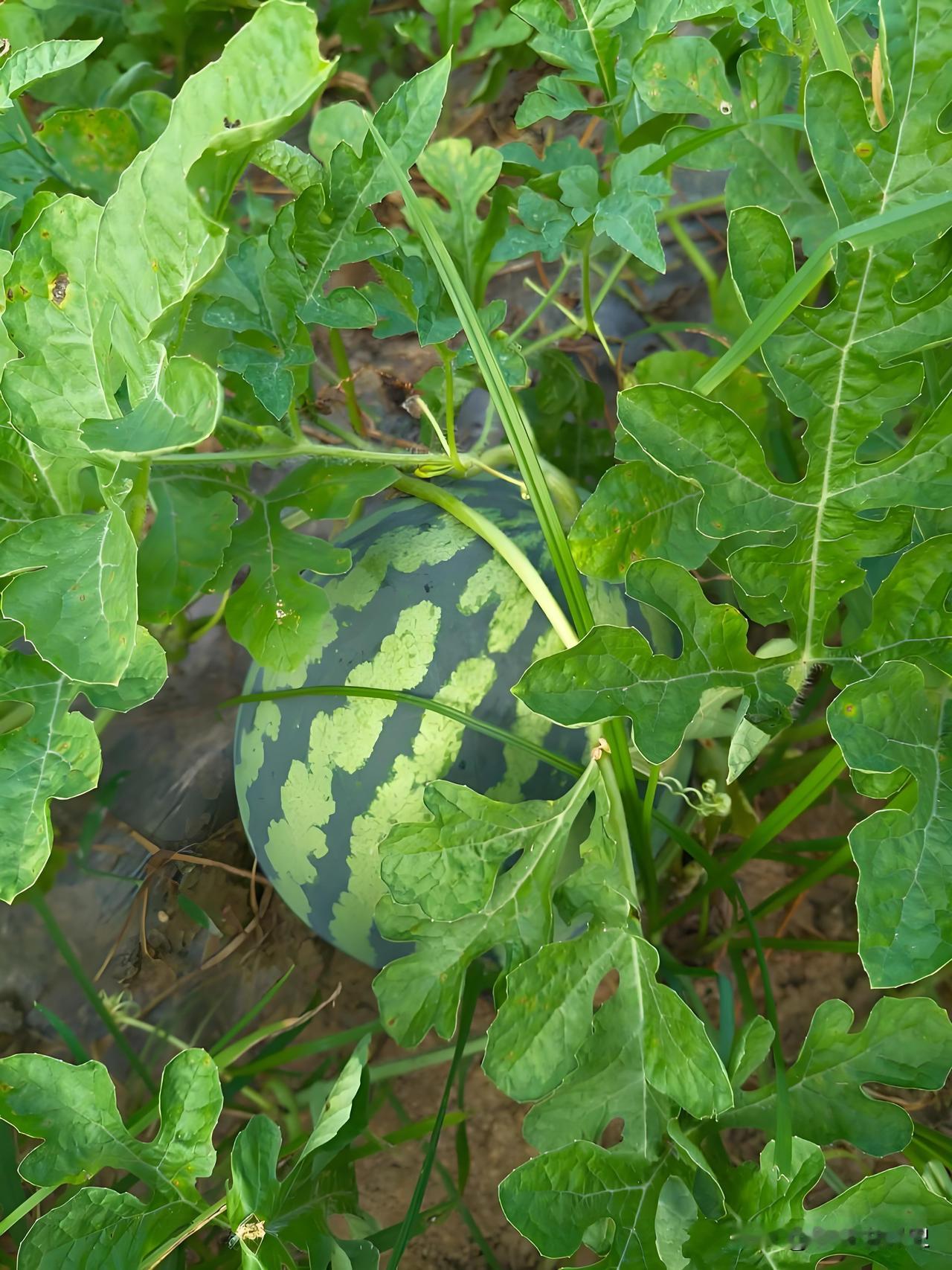 有此一说
西瓜🍉是世界上最伟大的水果