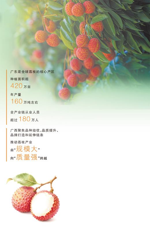 一颗荔枝的“含新量”
