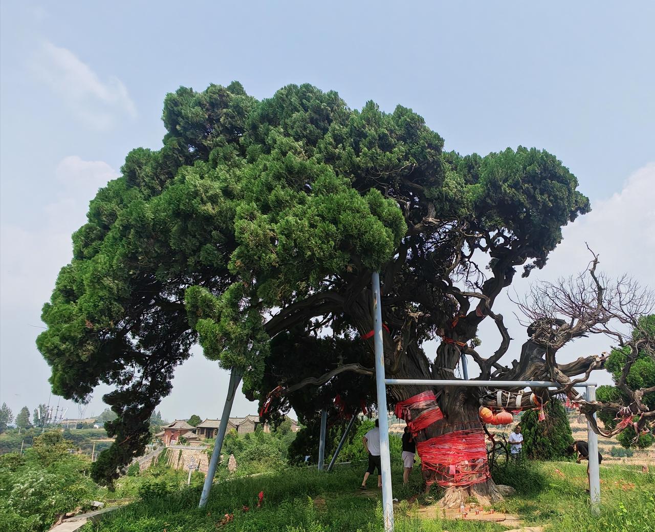 三门峡有哪些地方适合拍照 三门峡有哪些地方适合拍照唐洼千年古柏，亦称作将军柏。其