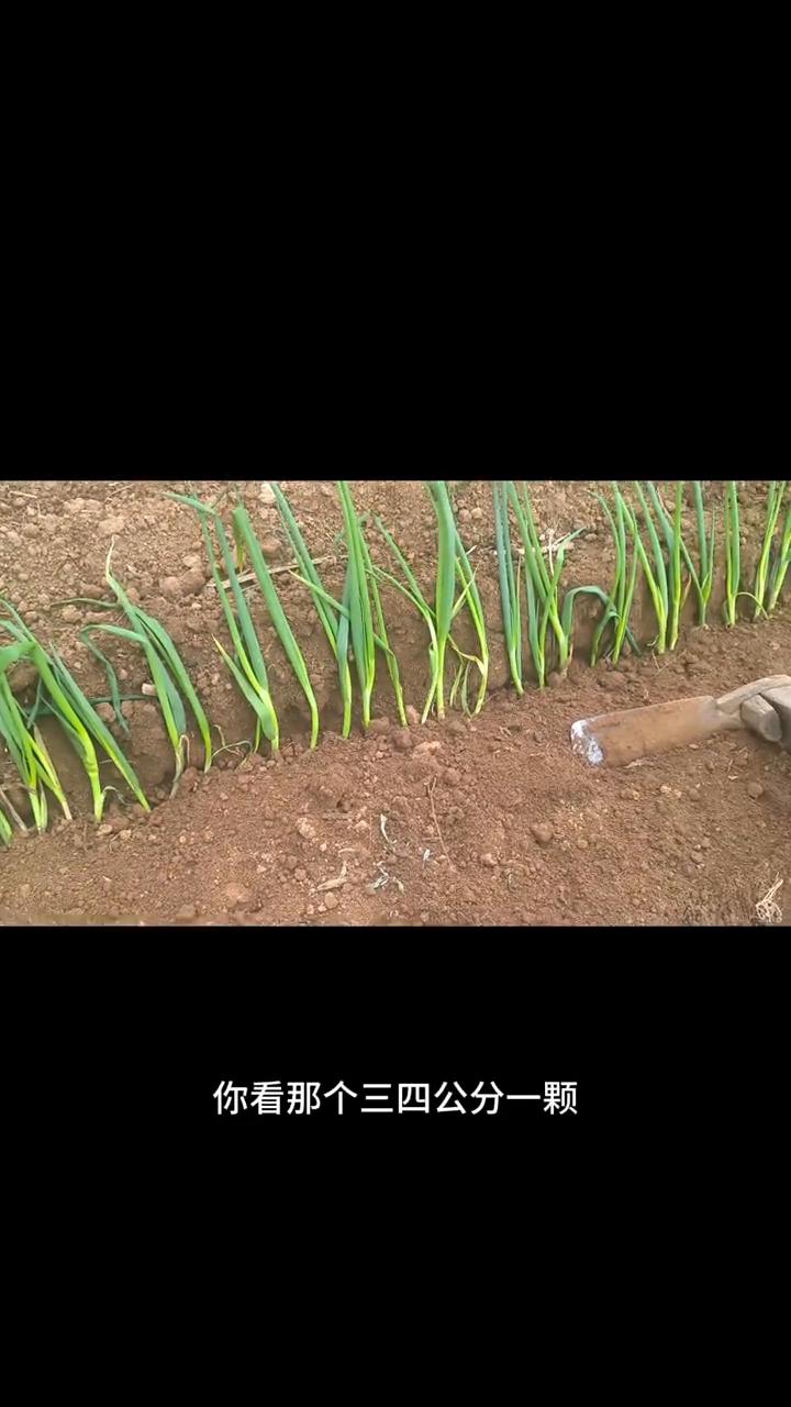 种上山东大葱了。
昨天赶大集买的小葱栽子种上了，这有二三斤，种了有4米，也不指望