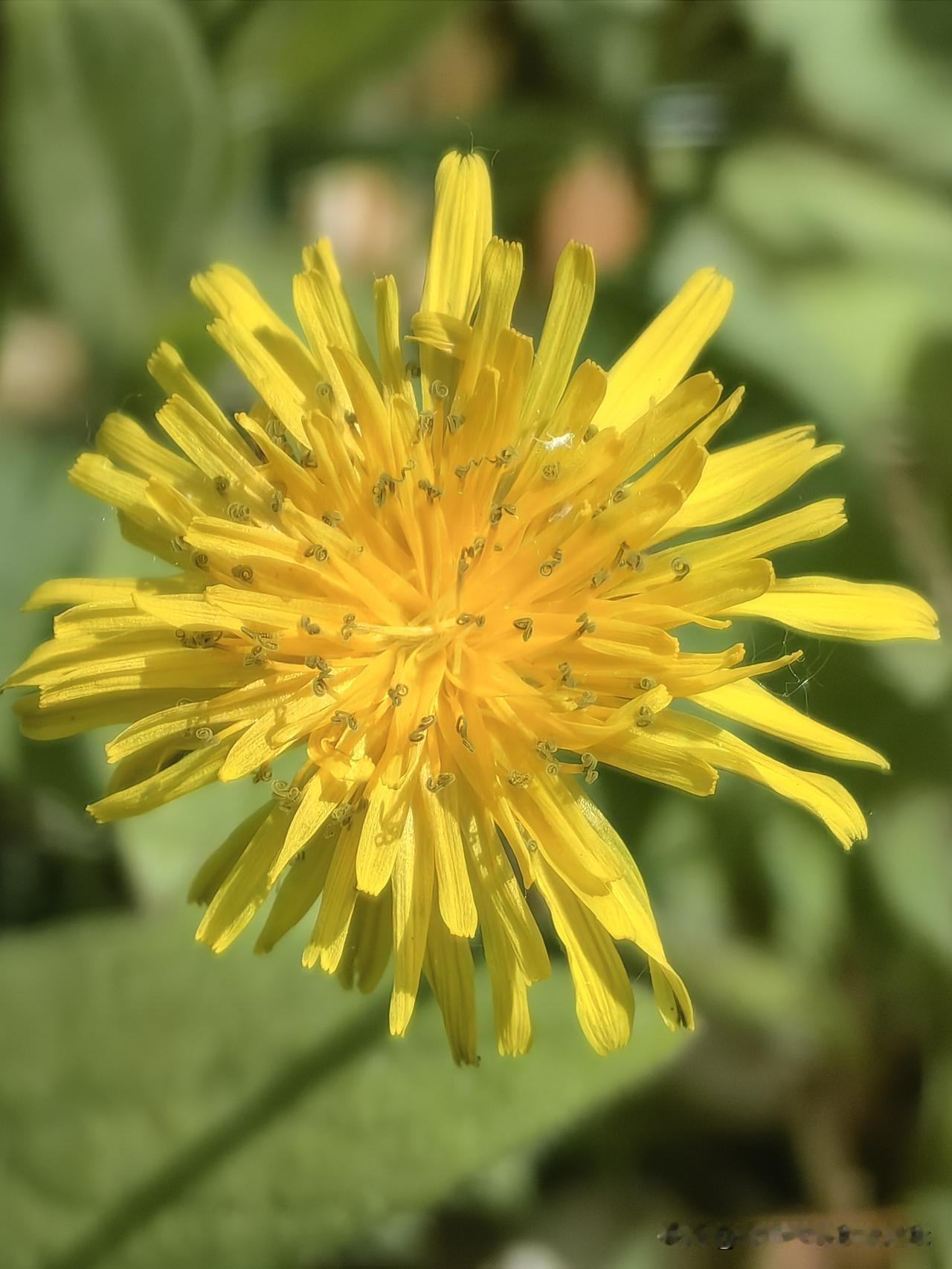 今天中午散步的时候，在路边看到这样一朵野菊花，突然想起“野菊花也有春天”这句话，