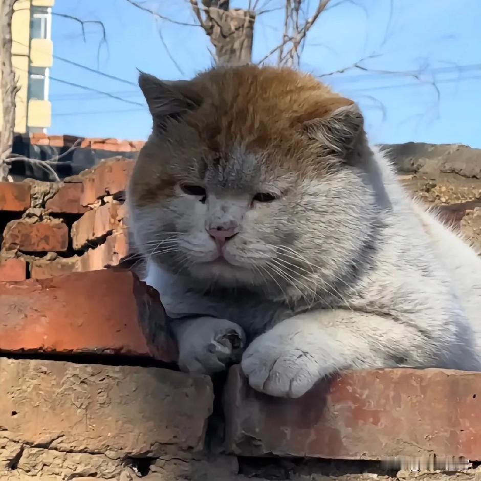 往后的形式更加困难，政府指示，少数服从多数，恨猫狗的人太多了，尽量少吃点，头脑灵