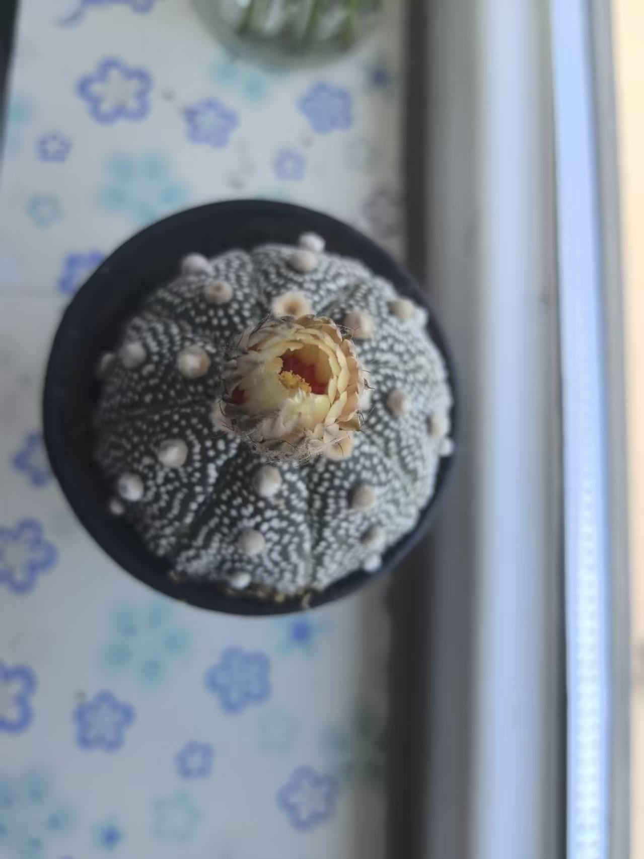 星兜花开
 
一身素白星点
守着窗沿的日光
 
平日内敛沉静
把温柔悄悄收藏
 