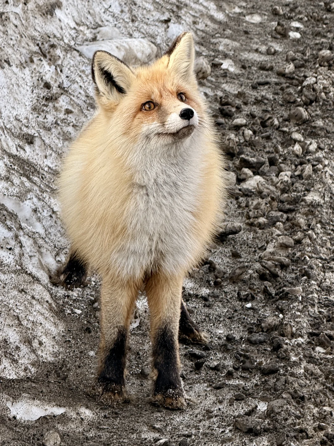 在禾木遇到狐狸了‼️
