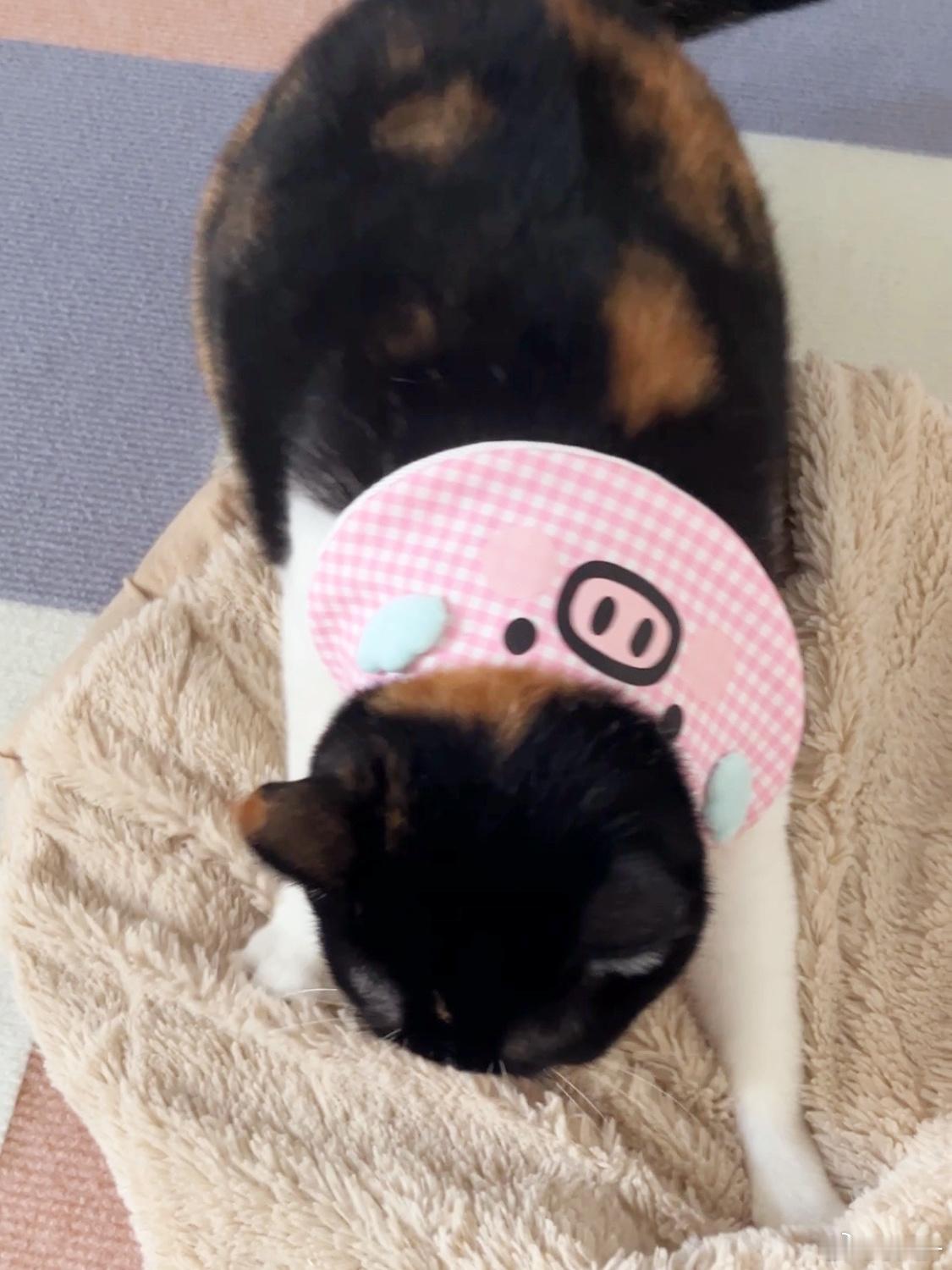 小猪踩奶！[猪头] ​​​