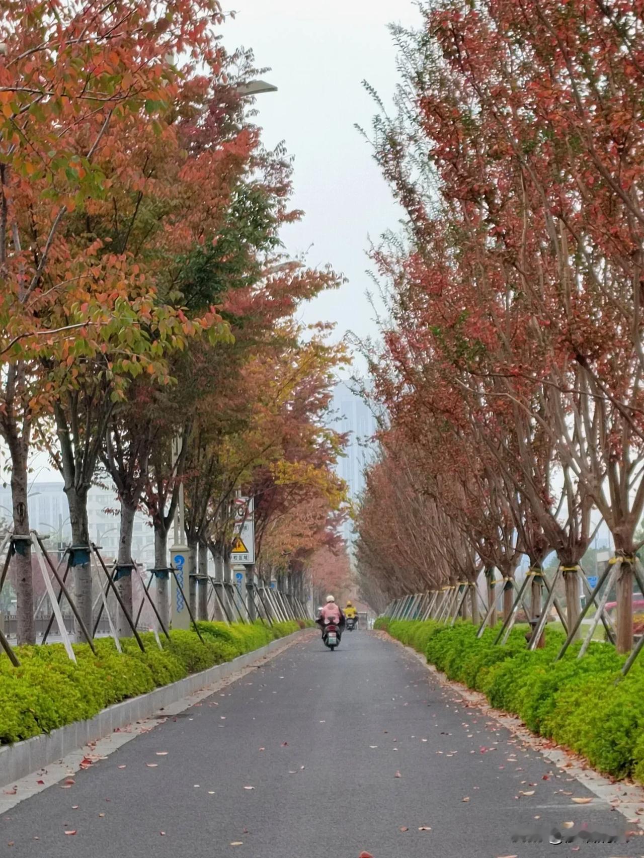 扬州西区的朋友又饱眼福了，可以出门见 “ 彩 ” 啦！文昌西路、润蜀路、怡扬路、