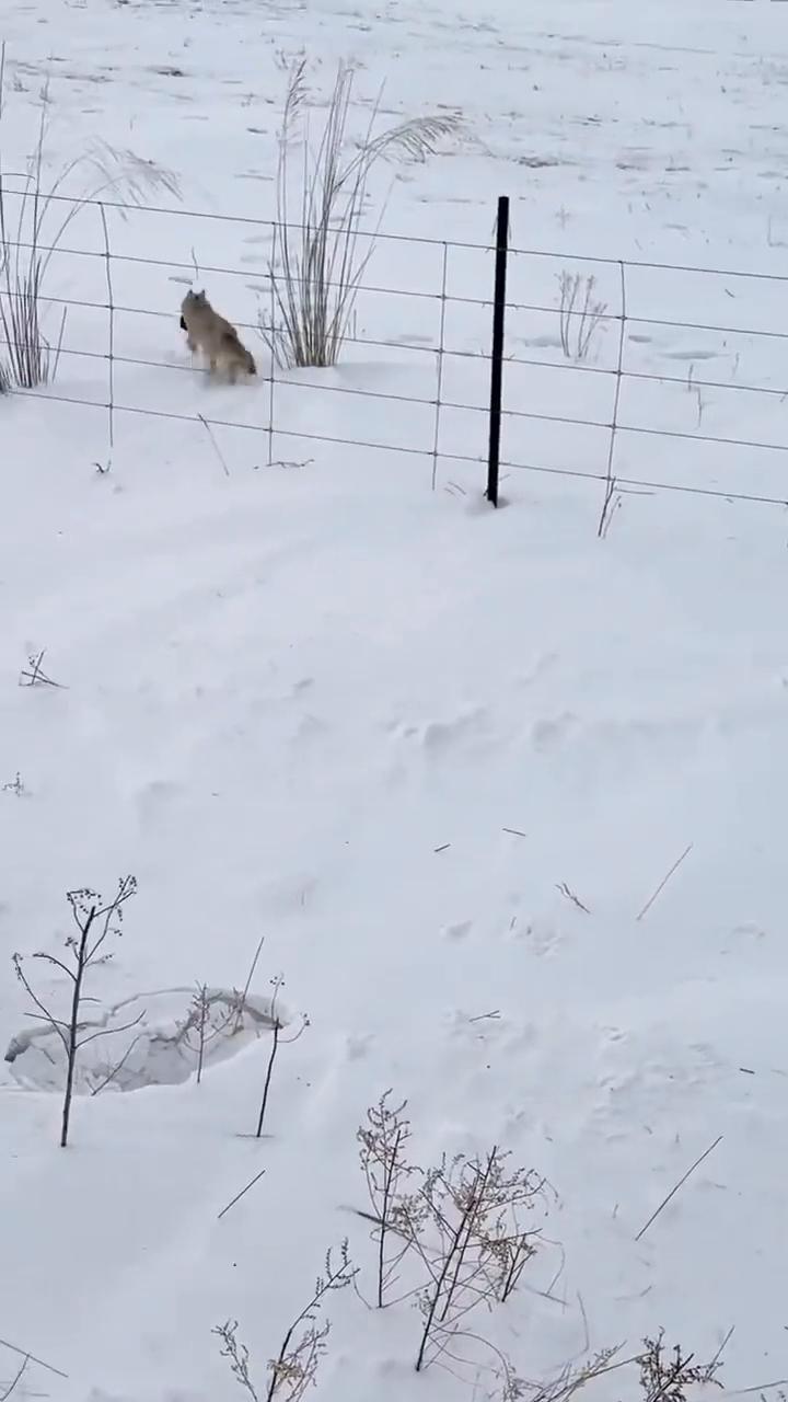 你胳膊让我叼跑了，它把你一口把你胳膊都叼跑了。