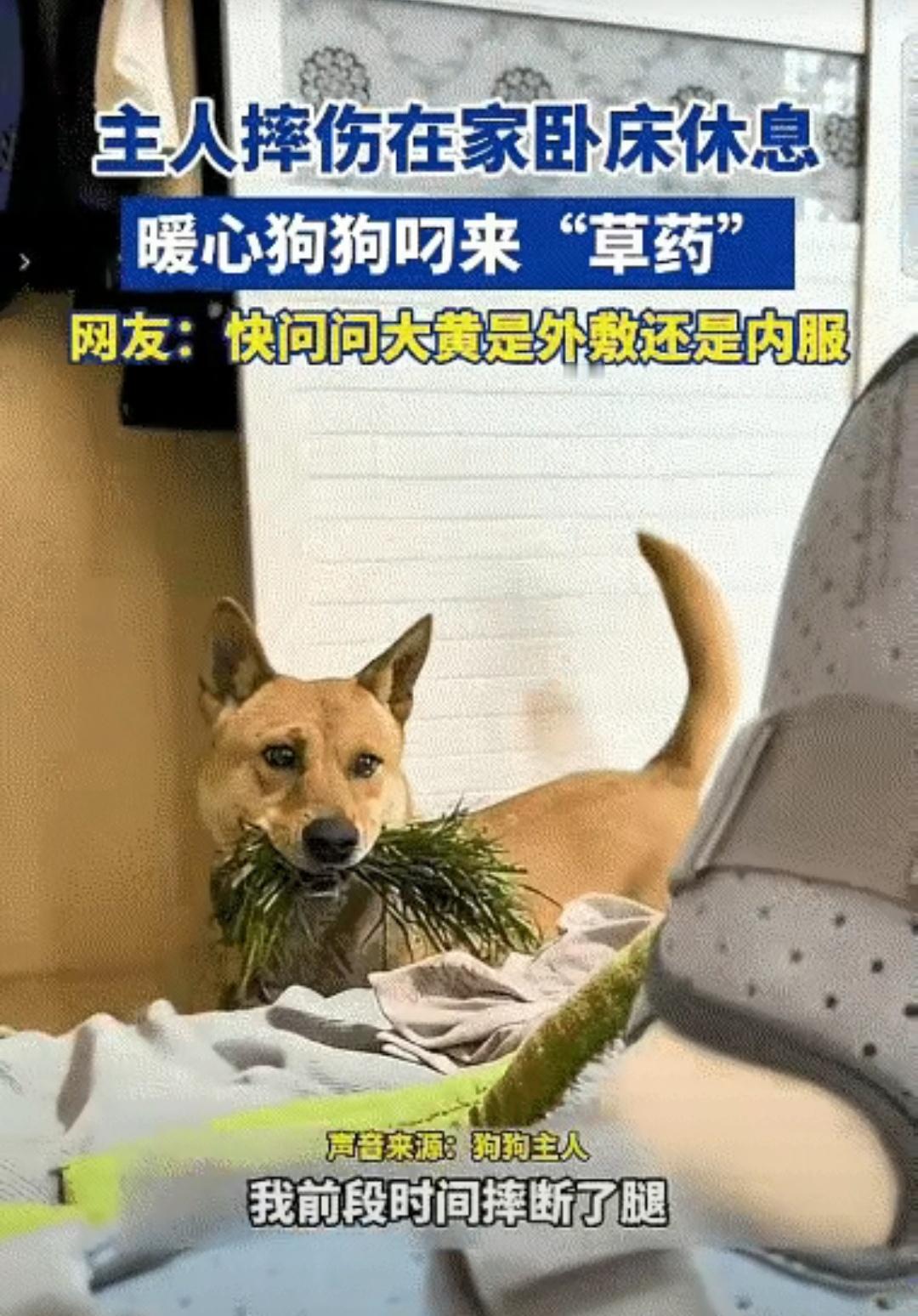 彻底解释不清了！
浙江丽水，一名52岁大叔上山修果树摔断了腿。没想到，他养的小狗