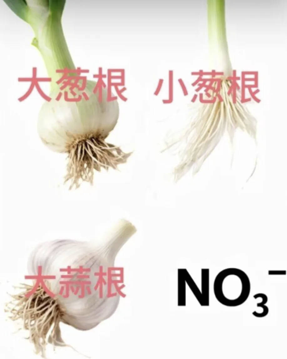 6538小蒜根离子 