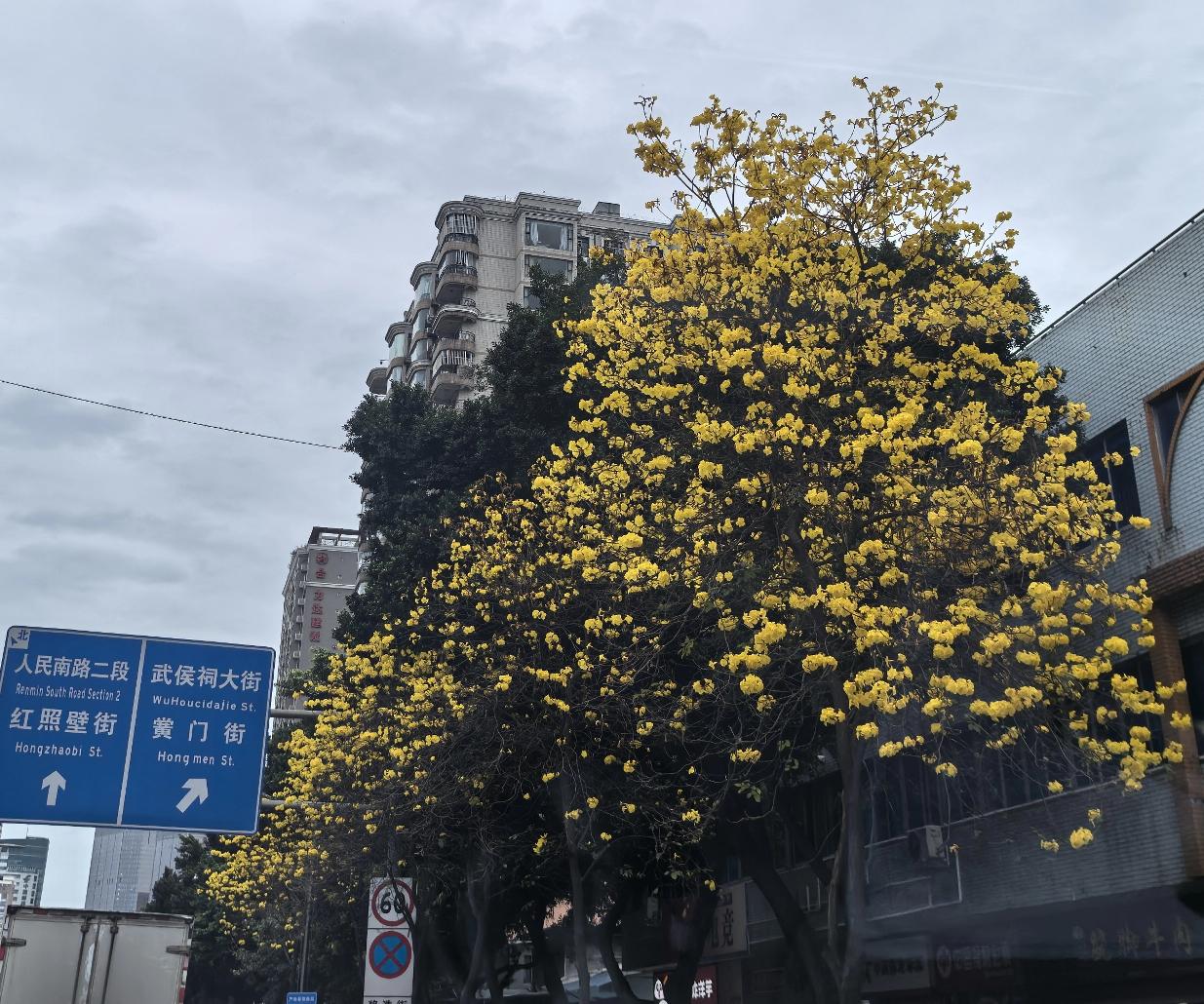 成都。开车路过浆洗街，不经意间，被路两旁一簇簇明亮的黄色给惊艳到了。
太美了，平