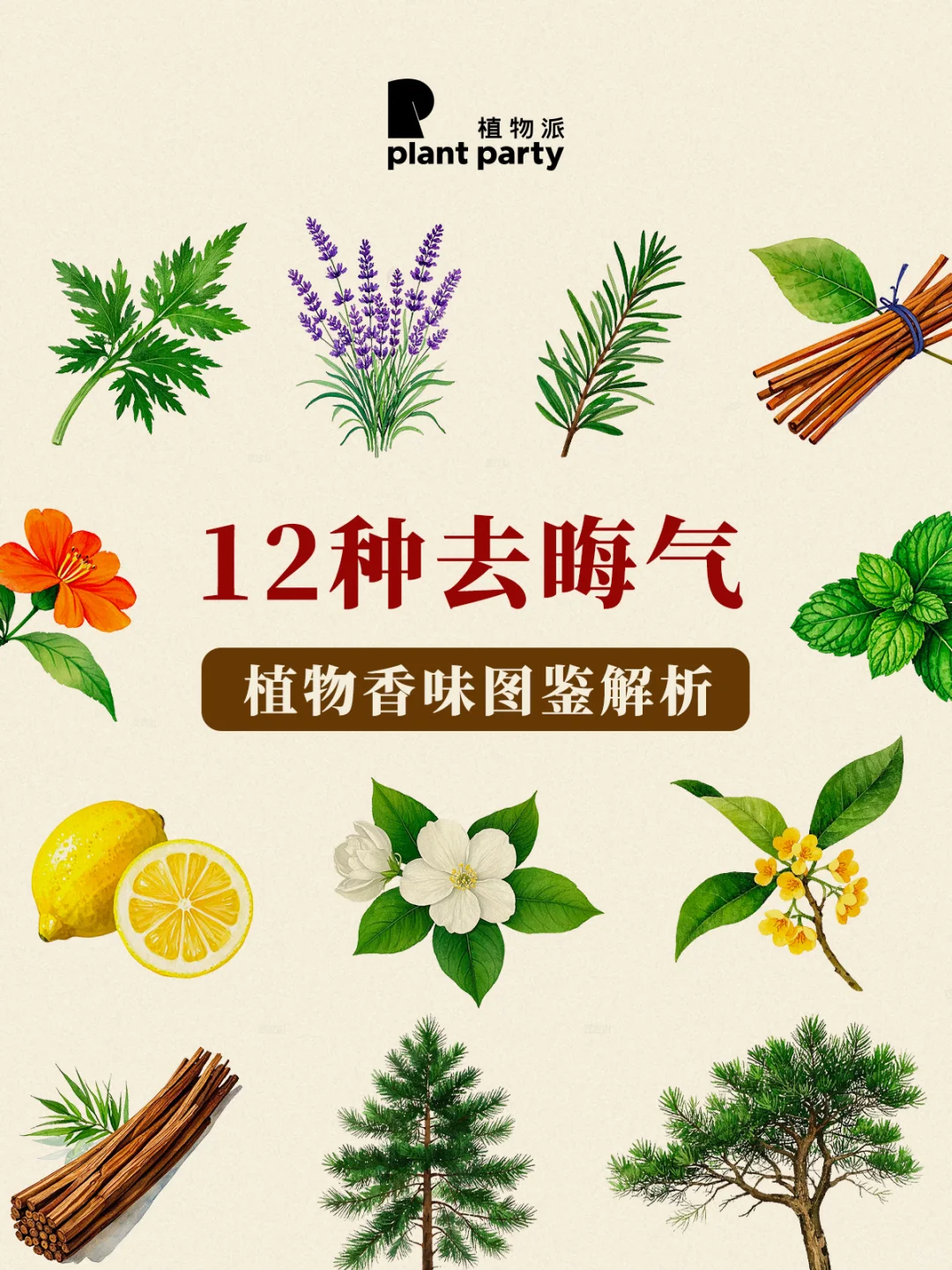 广东“去晦气”必备 | 12种植物香气☯️
