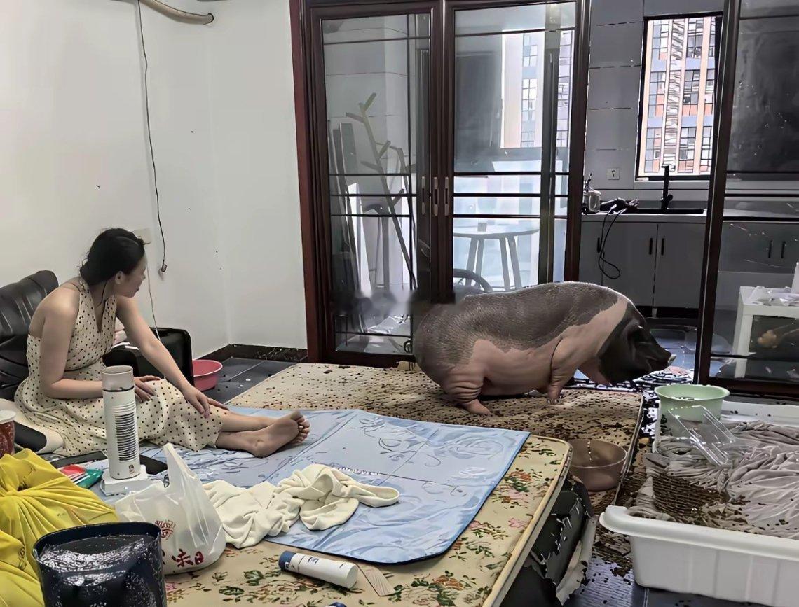 和猪生活在一起，是什么感觉？ ​​​