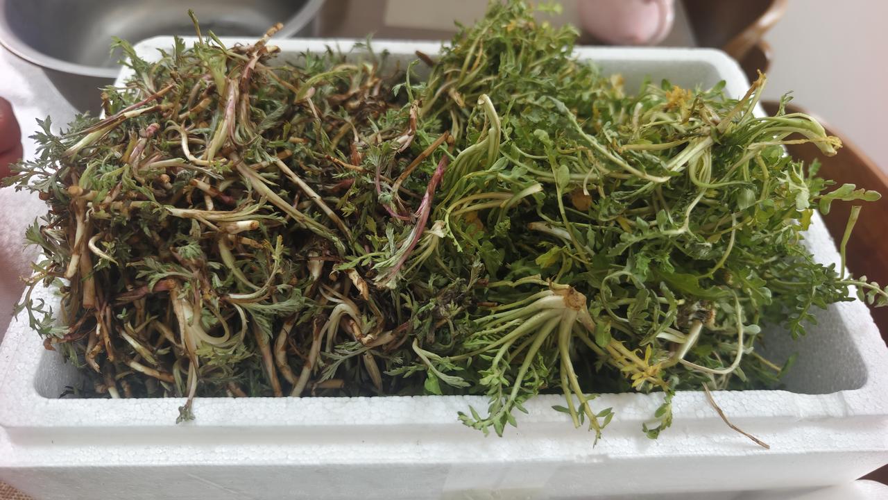 看看对门邻居给送来的东北老家的野菜，荠荠菜和柳蒿芽。每年这个时候，老爸老妈最喜欢