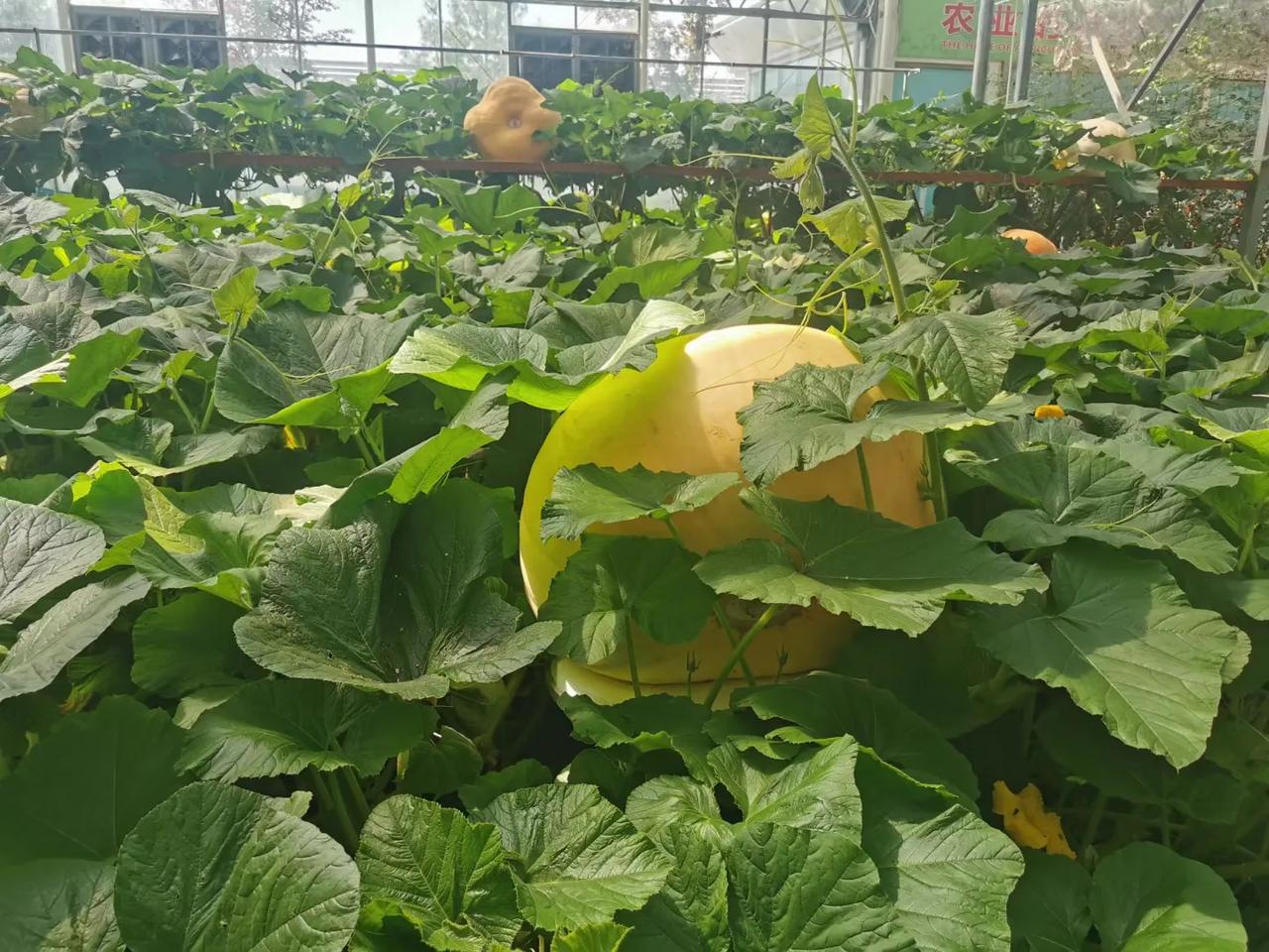 据说这个大南瓜有300多斤。
远看看不出来它的巨大。
寿光菜博会上。
#种南瓜都