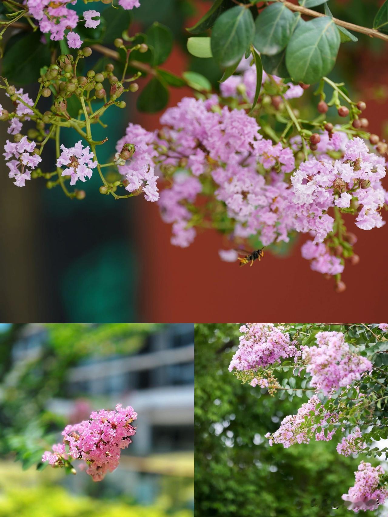 眉山街头紫薇盛放，夏日“花路”成网红打卡地

盛夏七月，眉山全城被温柔的花色点亮