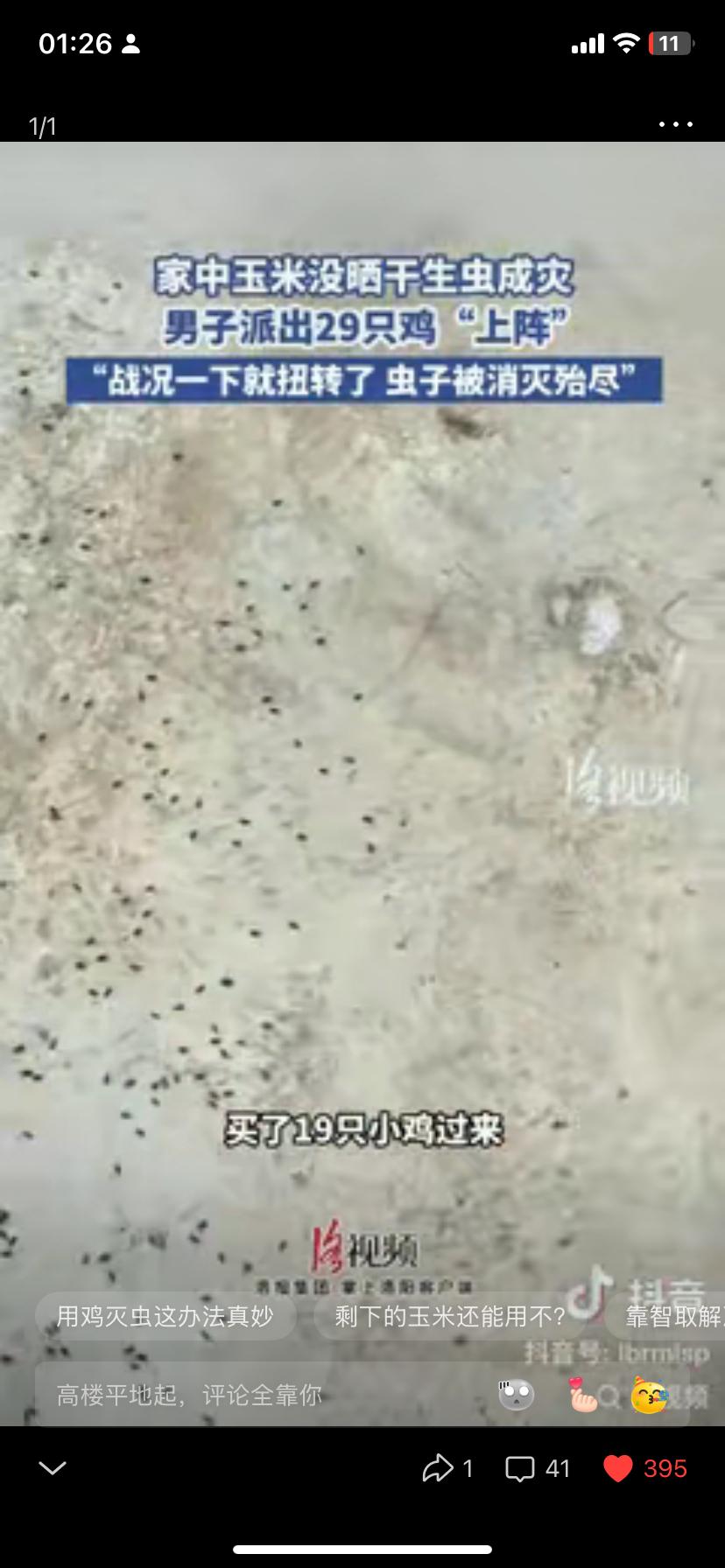 人咋能这么会想办法！
贵州这大哥太绝了——玉米没晒干生了一大堆虫，还一个劲往家门