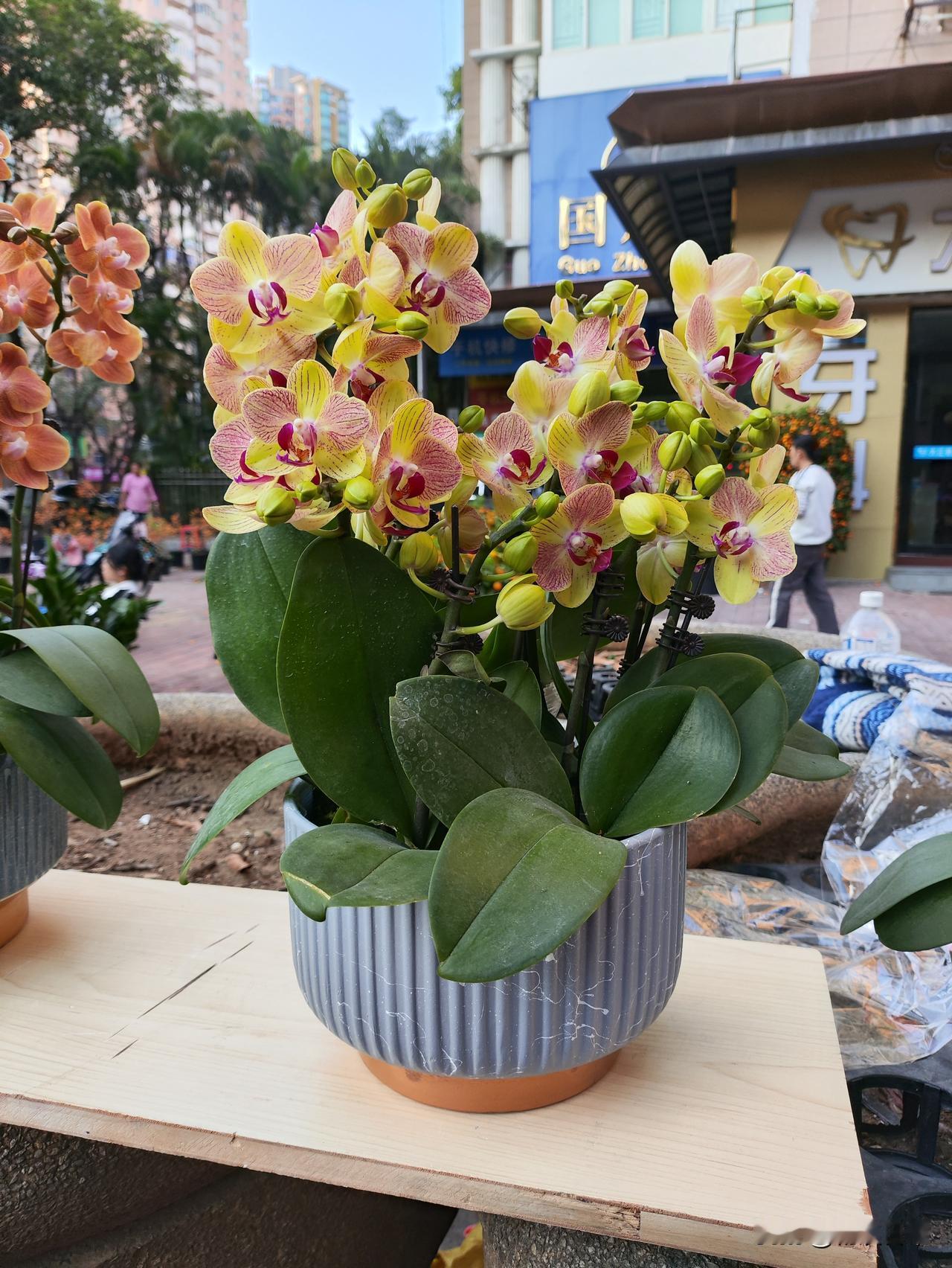 这两个卖兰花的老板，可能是头一次做兰花生意吧？觉得他们好像没有做花市的经验。
