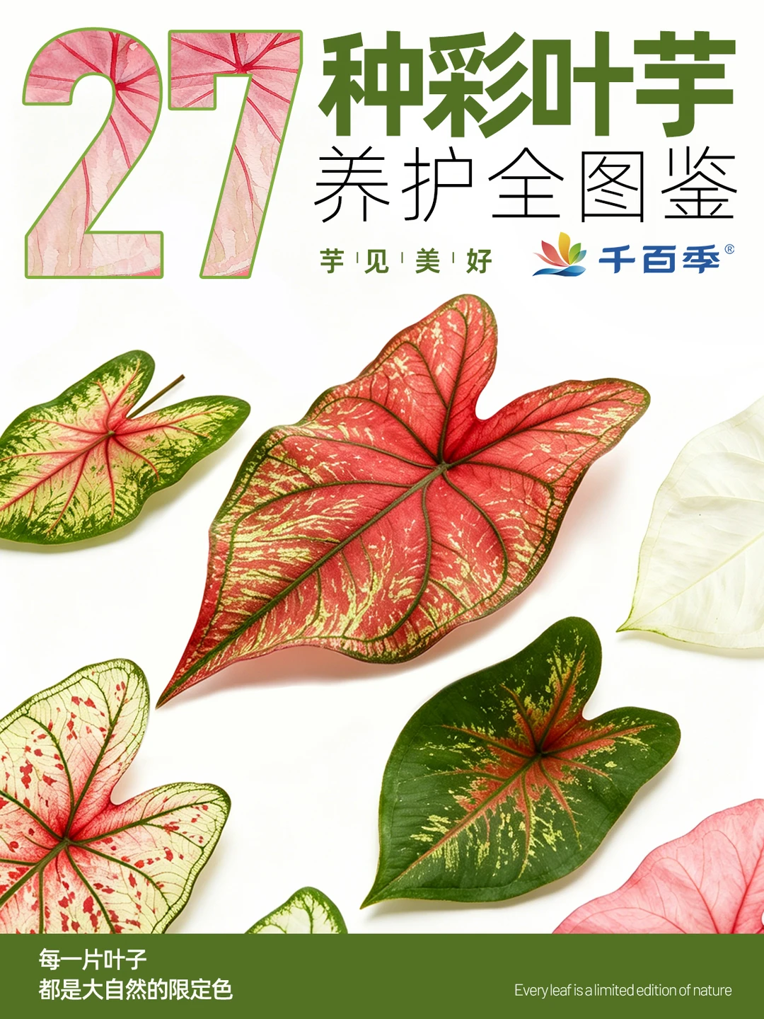 色彩盛宴｜多款热门彩叶芋实景图鉴