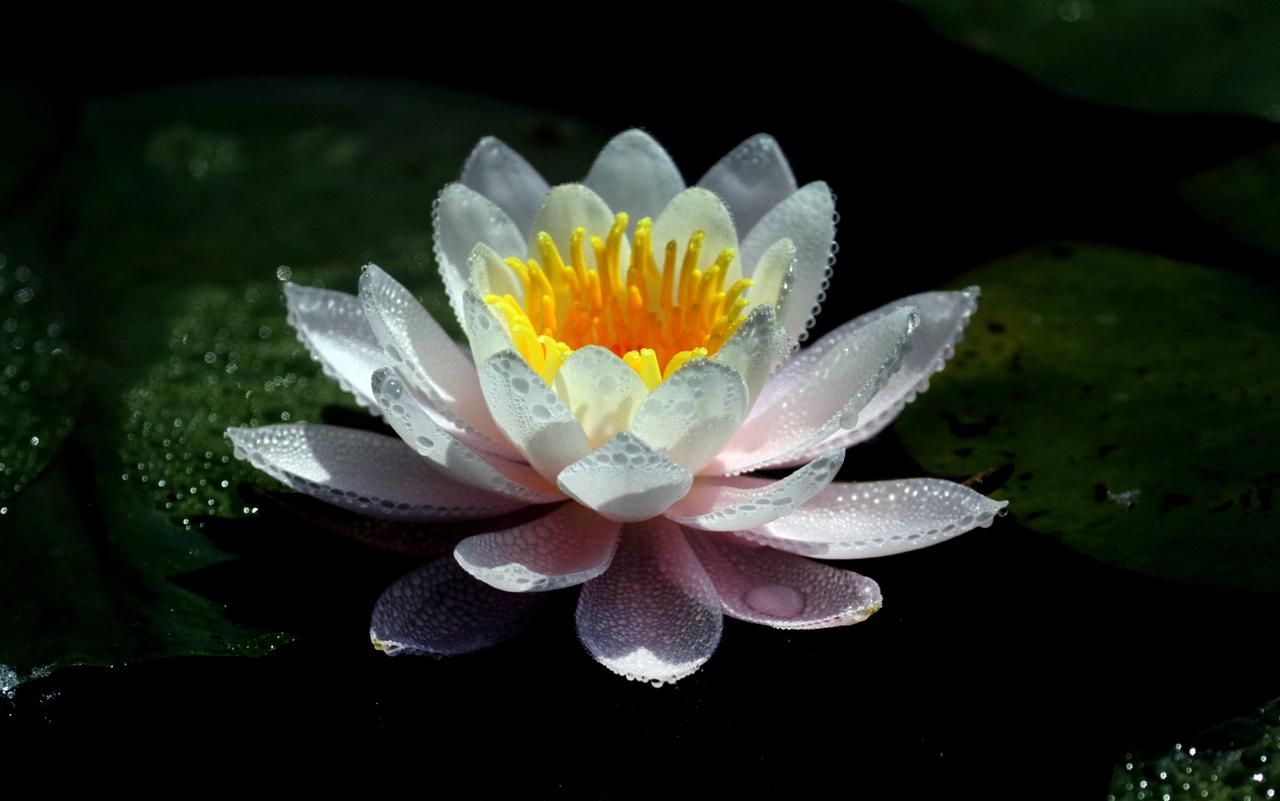 在辽宁省沈阳植物园，被称为“花中睡美人”的睡莲盛开，秀气娴雅，芳香四溢，美不胜收