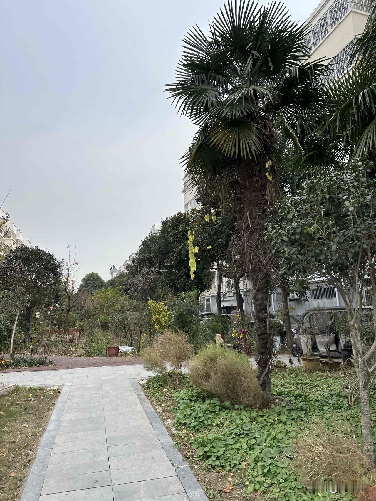 儿媳怀孕时，每月给2000元
孙子出生时，见面礼20000元
（住院等费用另算）