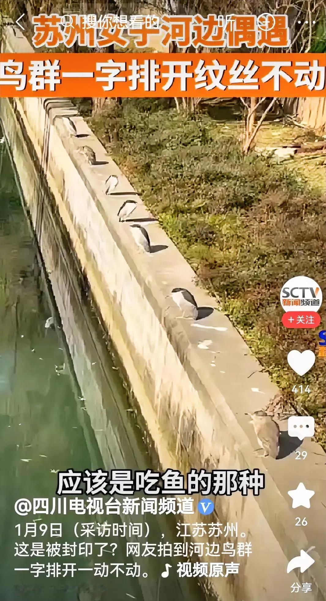 还真是，河边的水泥护墙上，鸟群一字排开，很长时间静静的一动不动。看情形有的似乎在