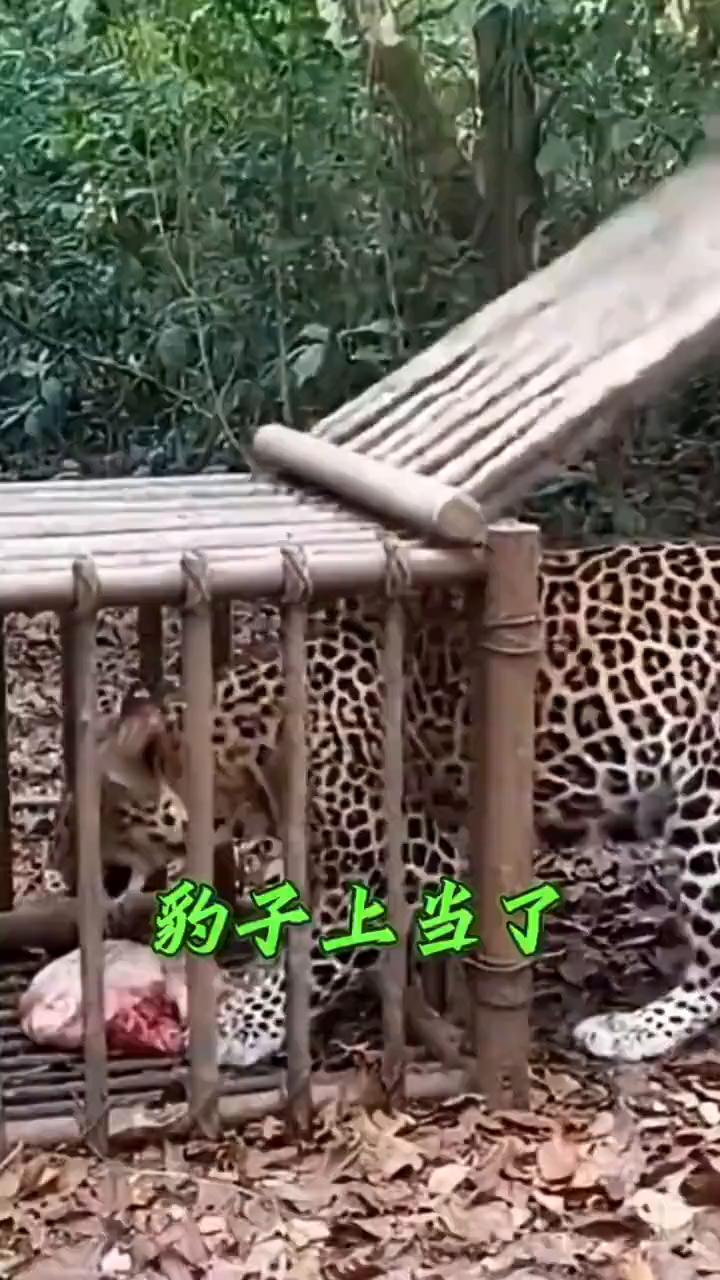 豹子上当了。