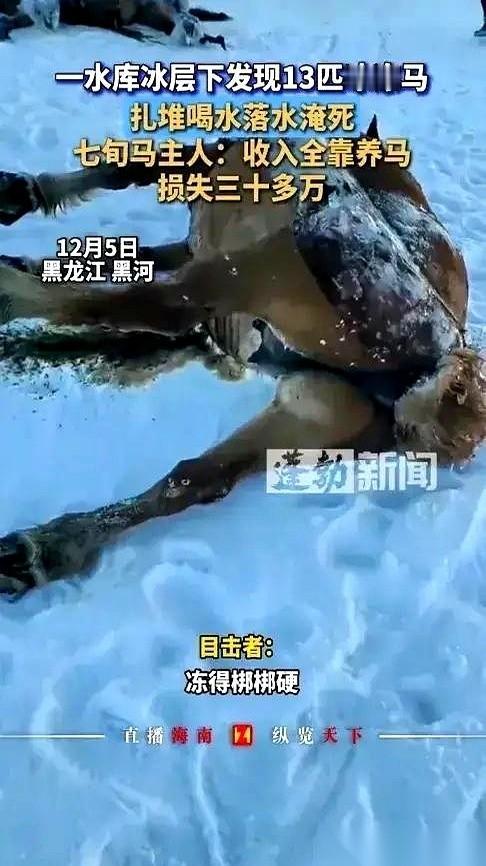 13匹马，像冰雕一样，冻死在了湖里。
老汉扑通一声跪在冰上，用手扒拉着冰碴子，哭
